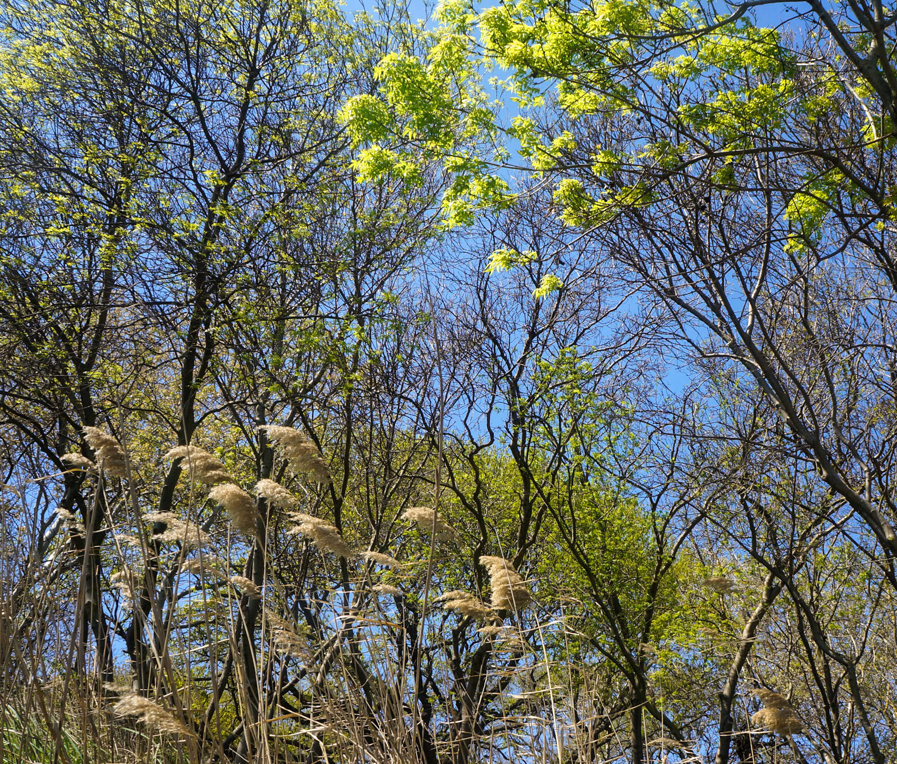 Küçükçekmece western lakeside: spring branches and tall grass