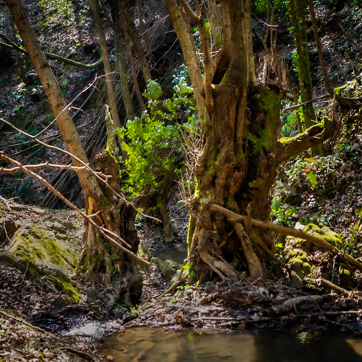 Zerzevat stream valley: complex old trees