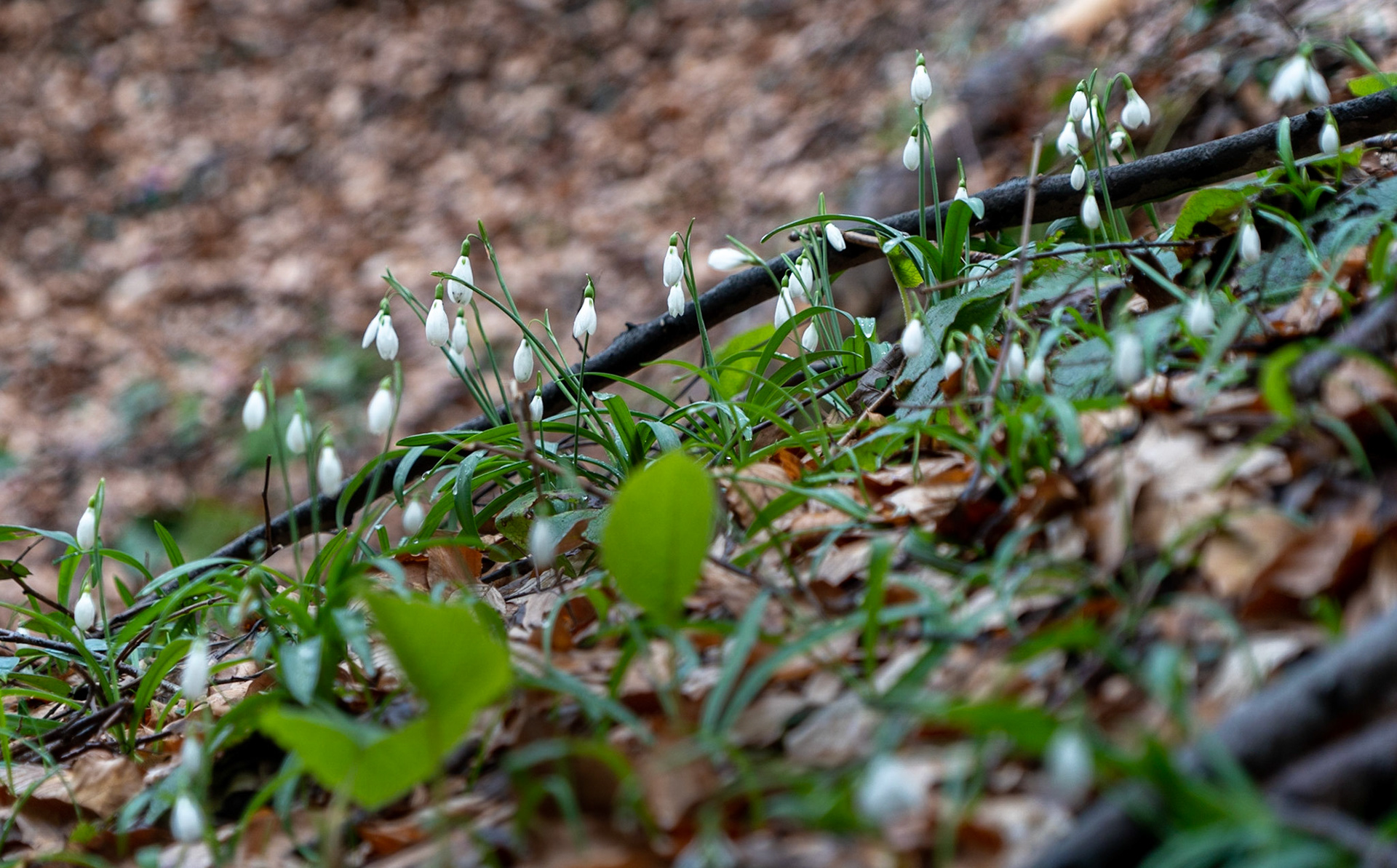 Polonezköy forests: snowdrops