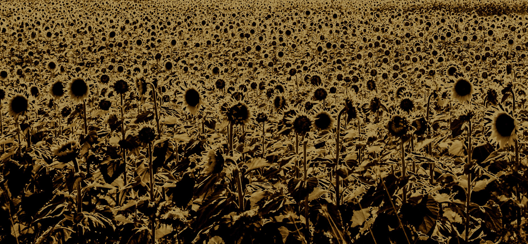 between Sazlıbosna and Sazlıdere quarry: a field of sunflowers