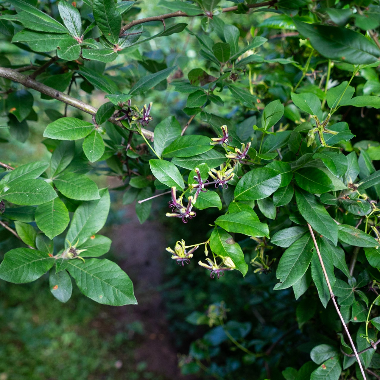 between Hasanlı and Sarıkavak hill: wild honeysuckle?