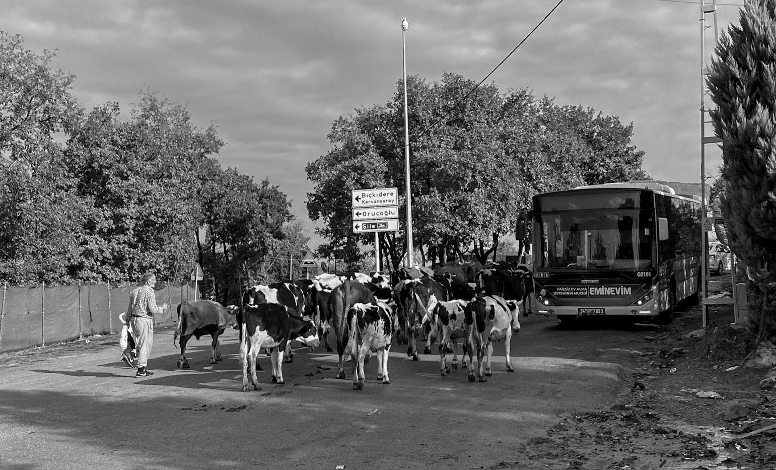 Göçbeyli: cows being taken to pasture