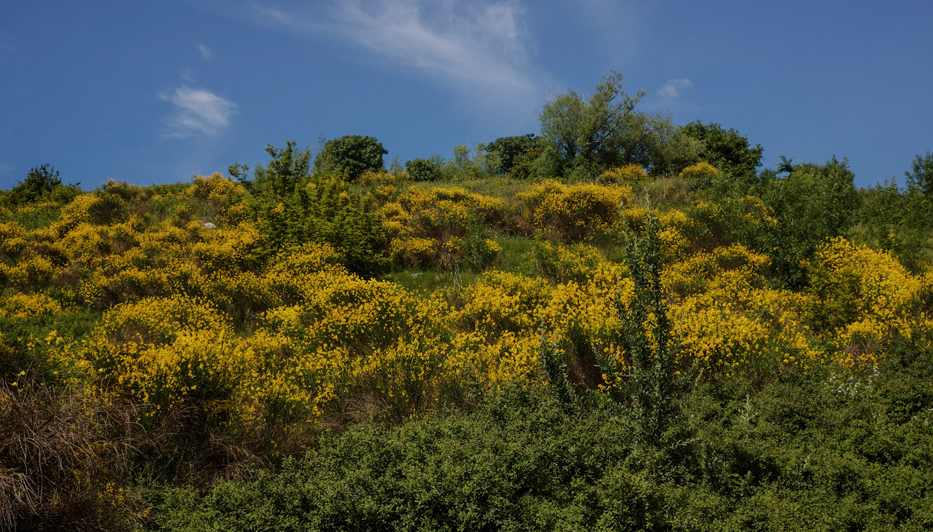 between Sazlıdere dam and Yarımburgaz Cave: gorse (furze) in flower