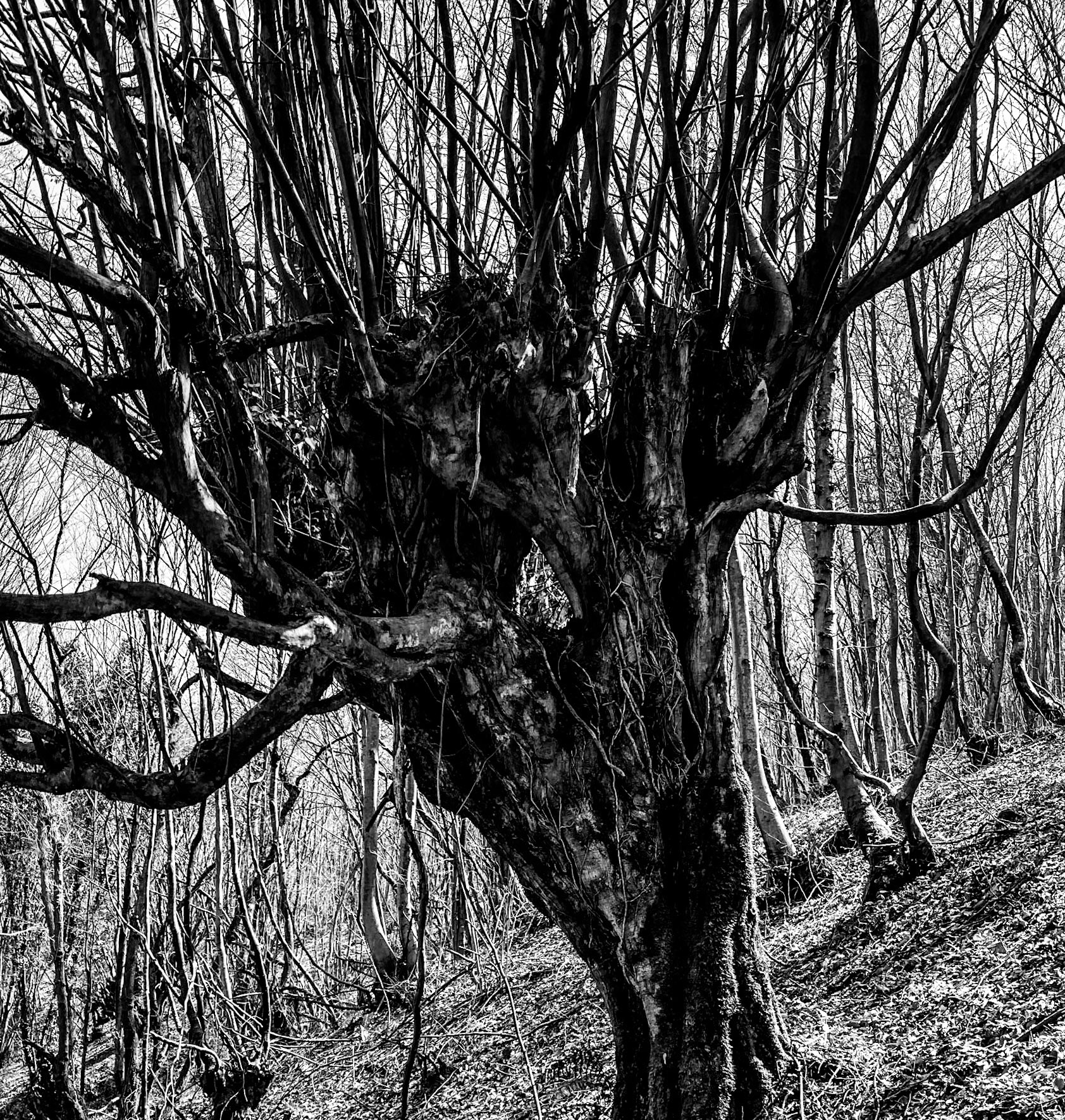Zerzevat stream valley: old tree