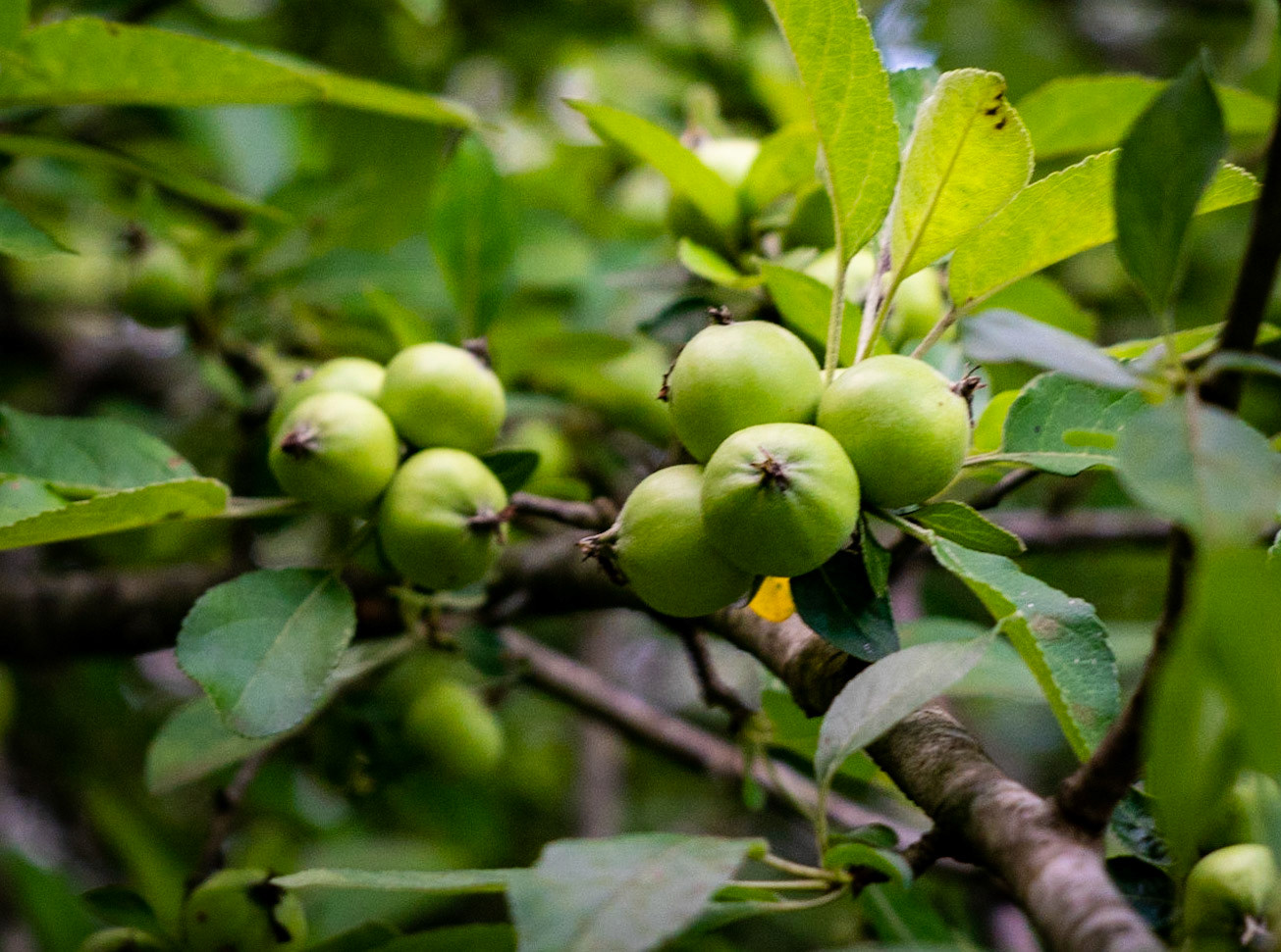 Ezili forest: green fruits (what?)