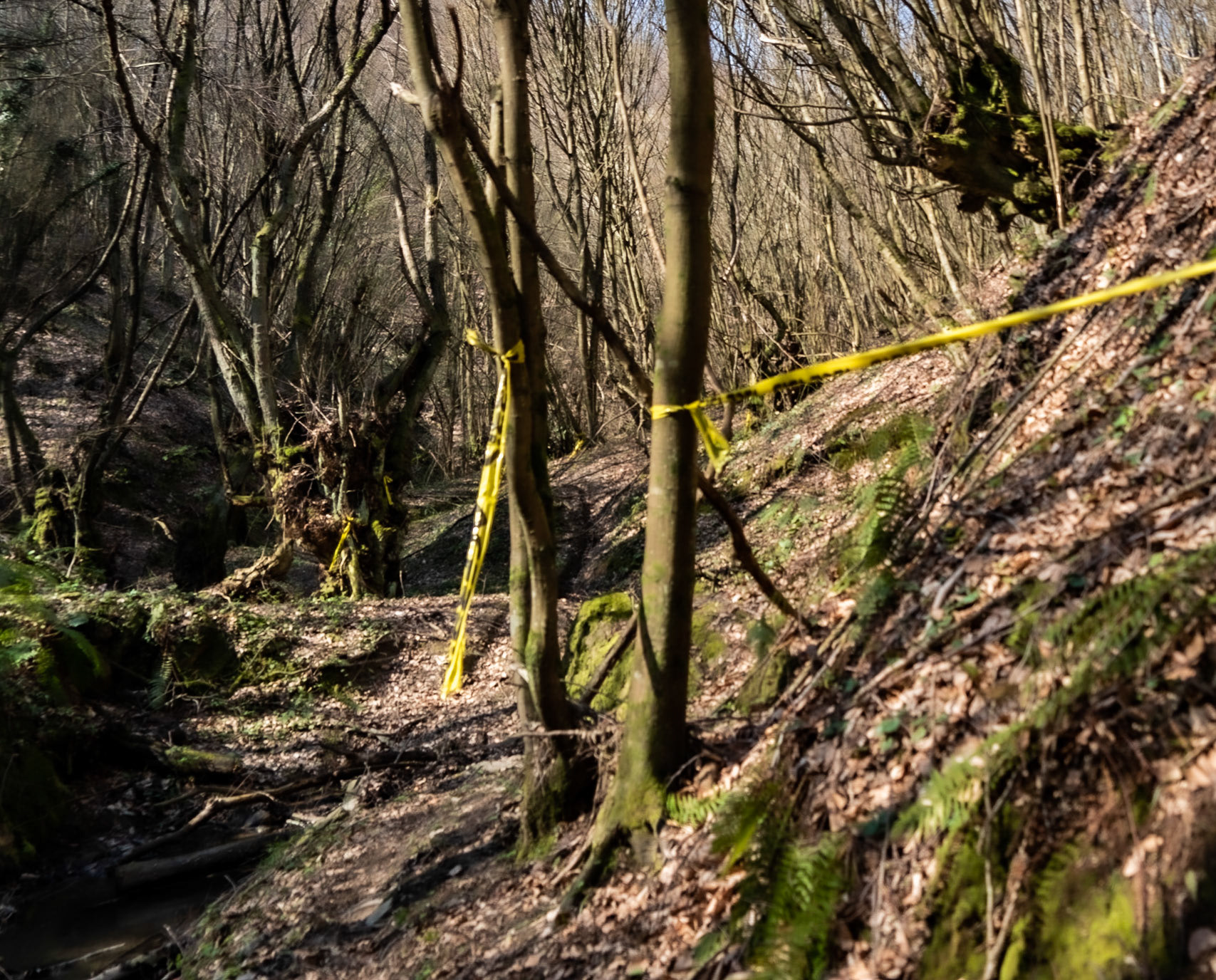 Zerzevat stream valley: an old tree and mysterious yellow tape
