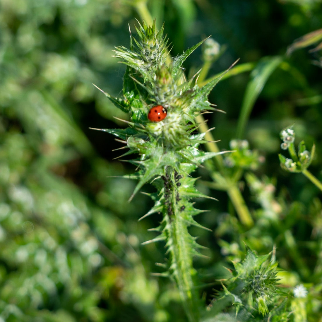 Germe: a ladybird on a thistle