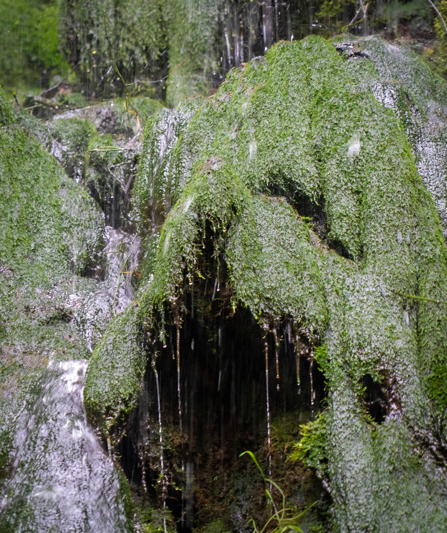 Şarlak waterfall: dripping moss