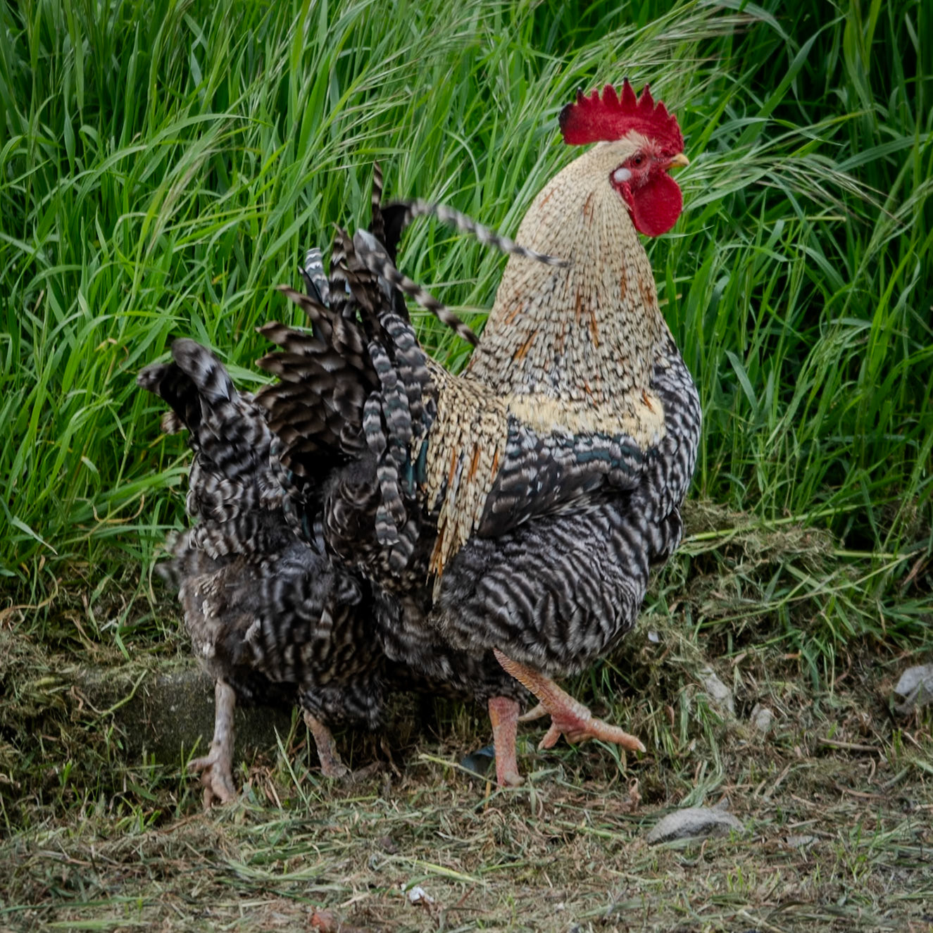 Boyalık: strutting cock and hen