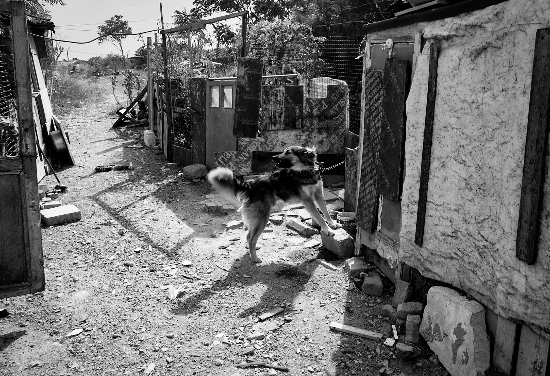 Gazi: guard-dog blocking an alley
