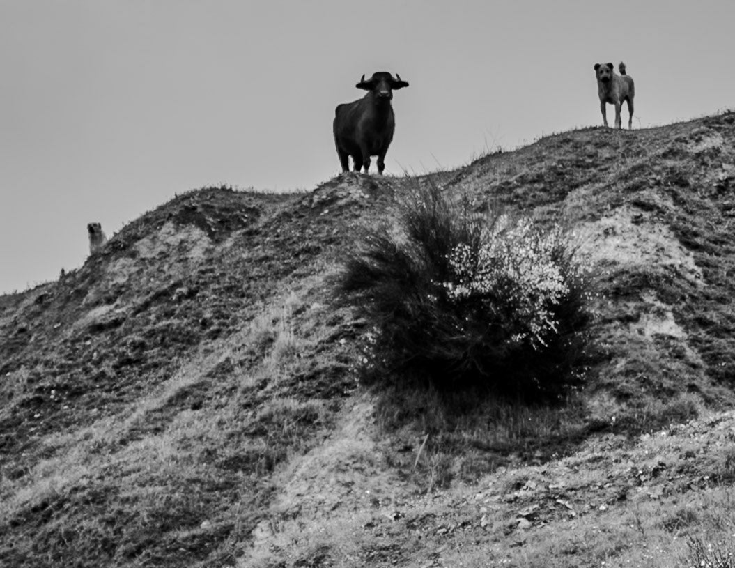 Yeniköy abandoned mineworkings: welcoming committee