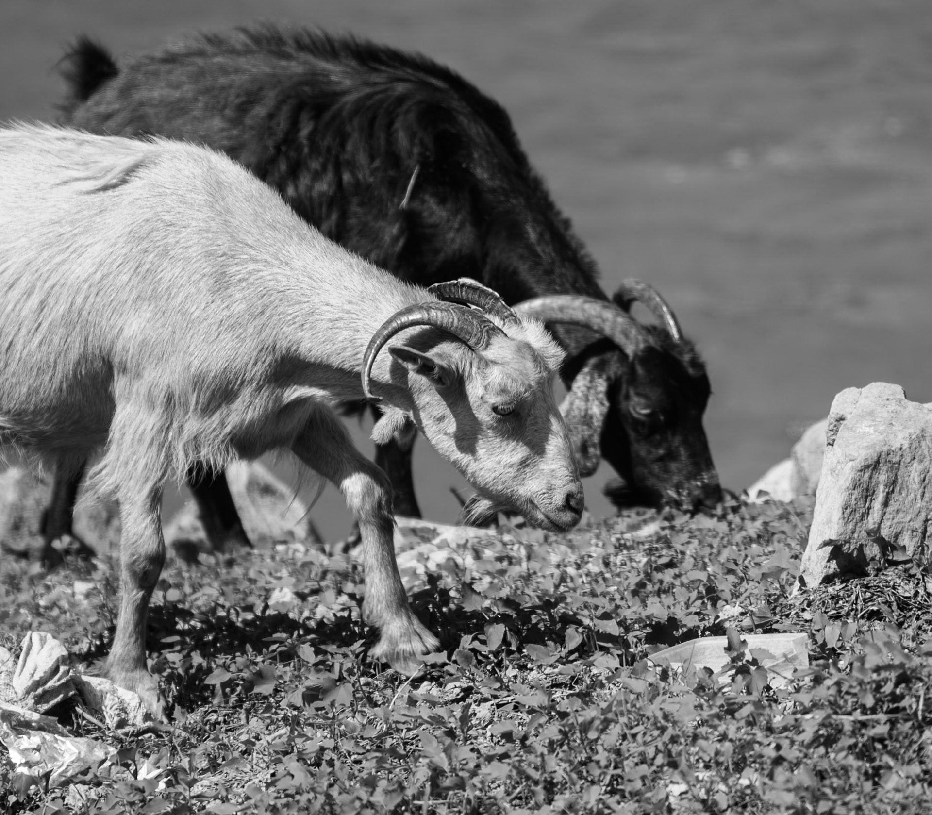 Paşaköy gorge: goats