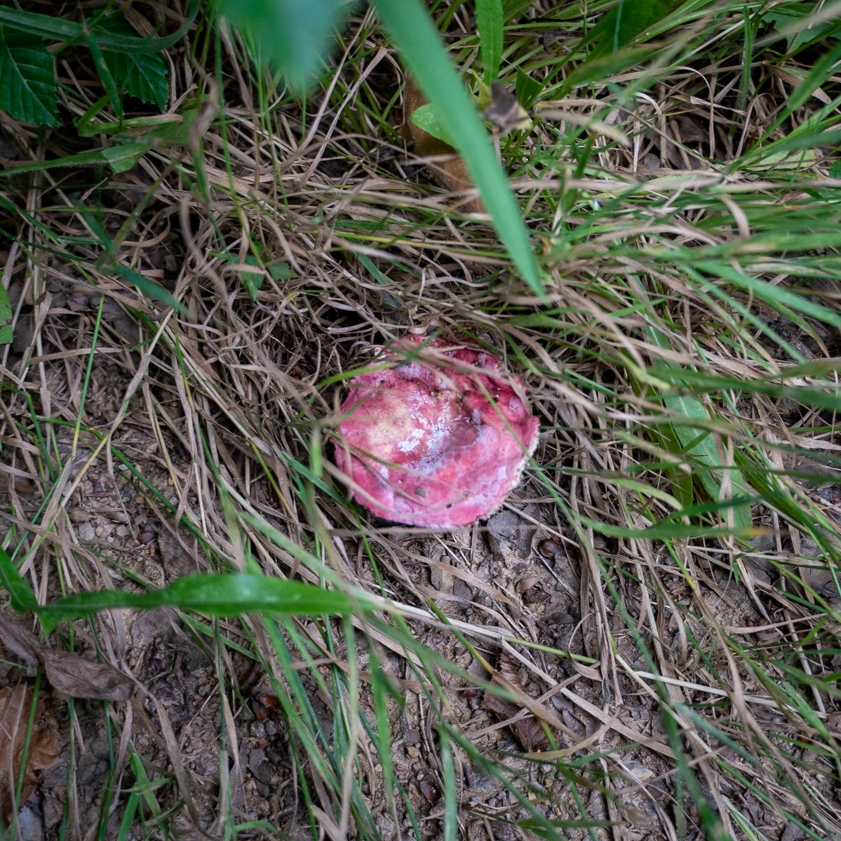 Kanlı forest: red fungus