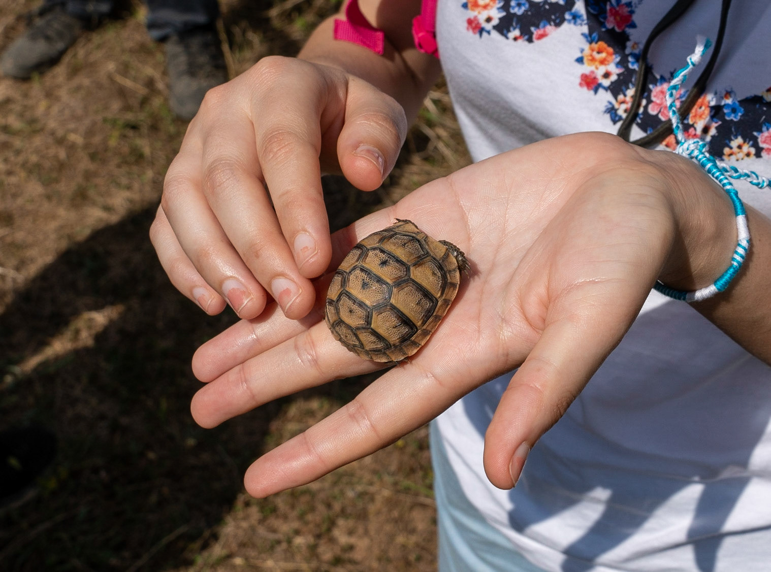 Çayǧız Deresi: baby tortoise
