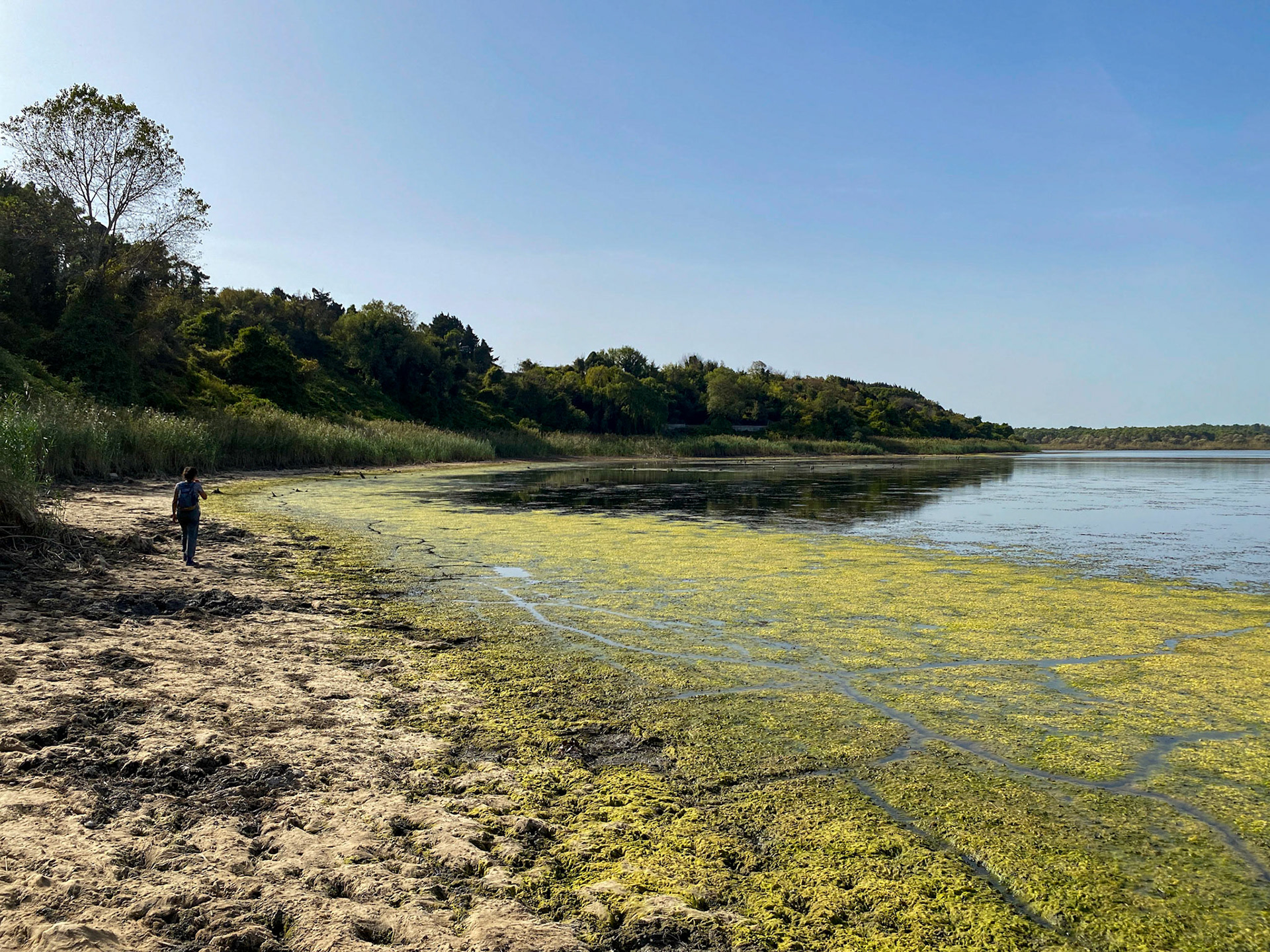 Trikos mudflats: view west with Seda