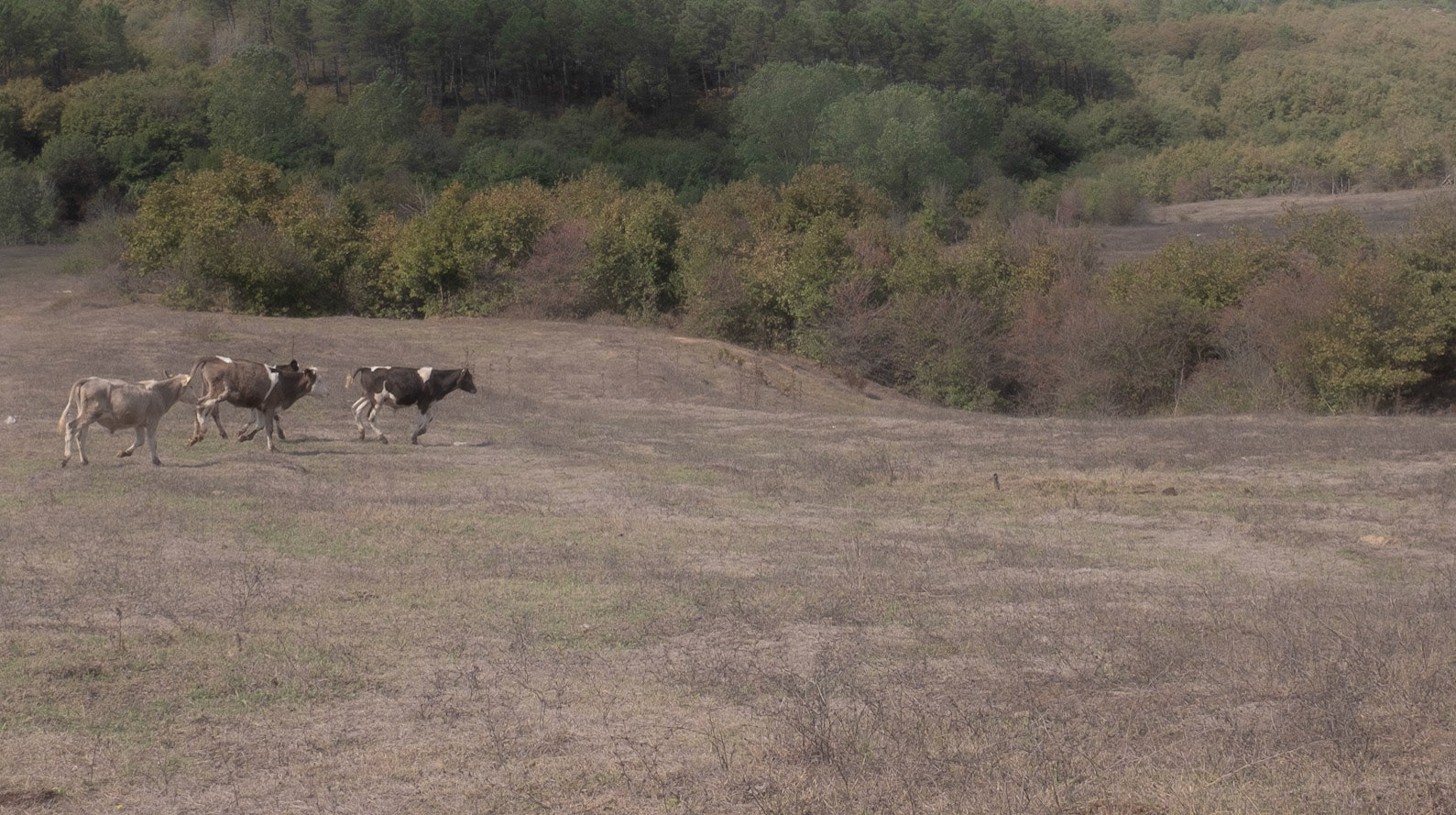 between Ballıca and Ömerli reservoir: frisky calves