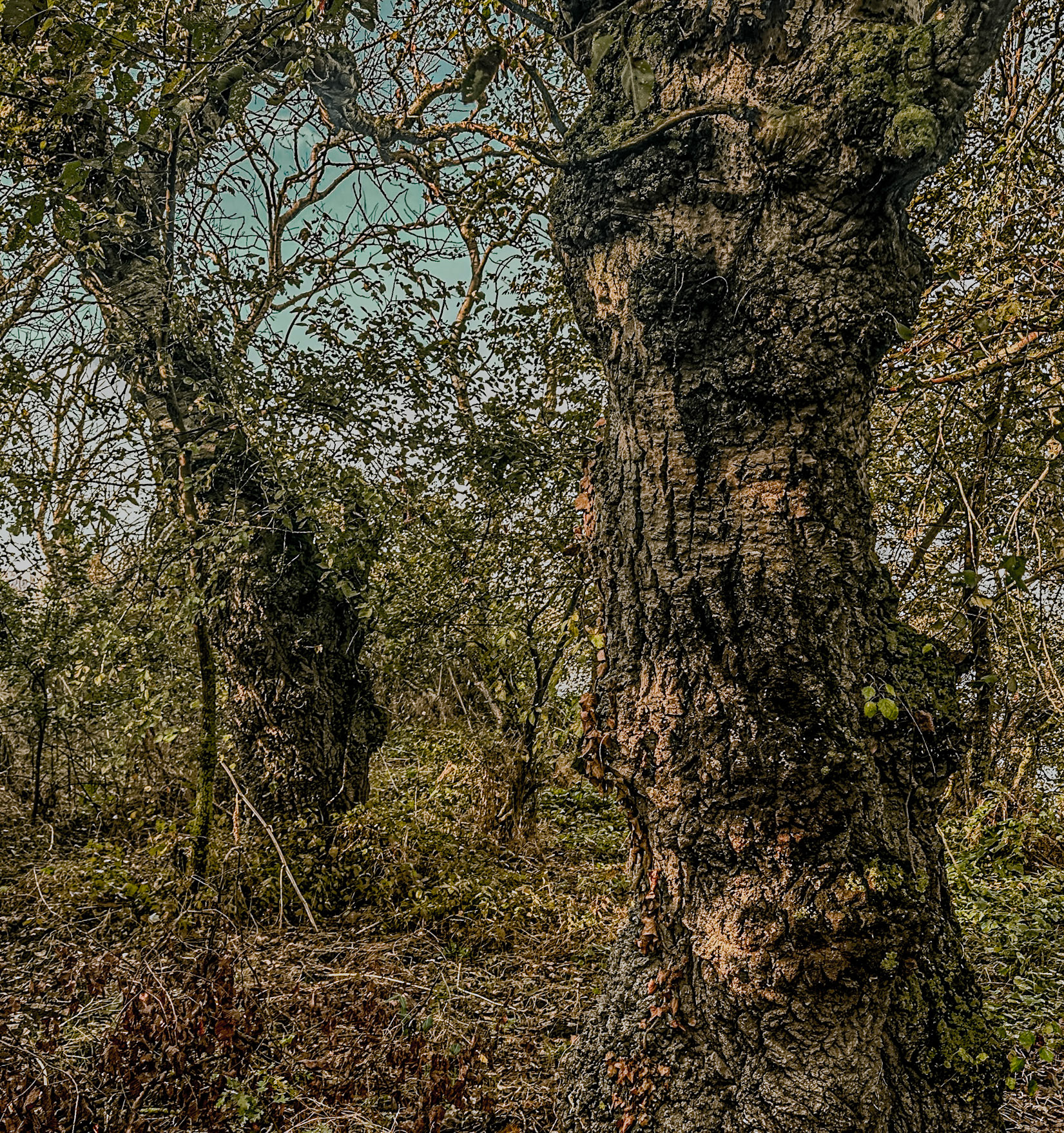 Bathonea old lakeside woodland: old trees