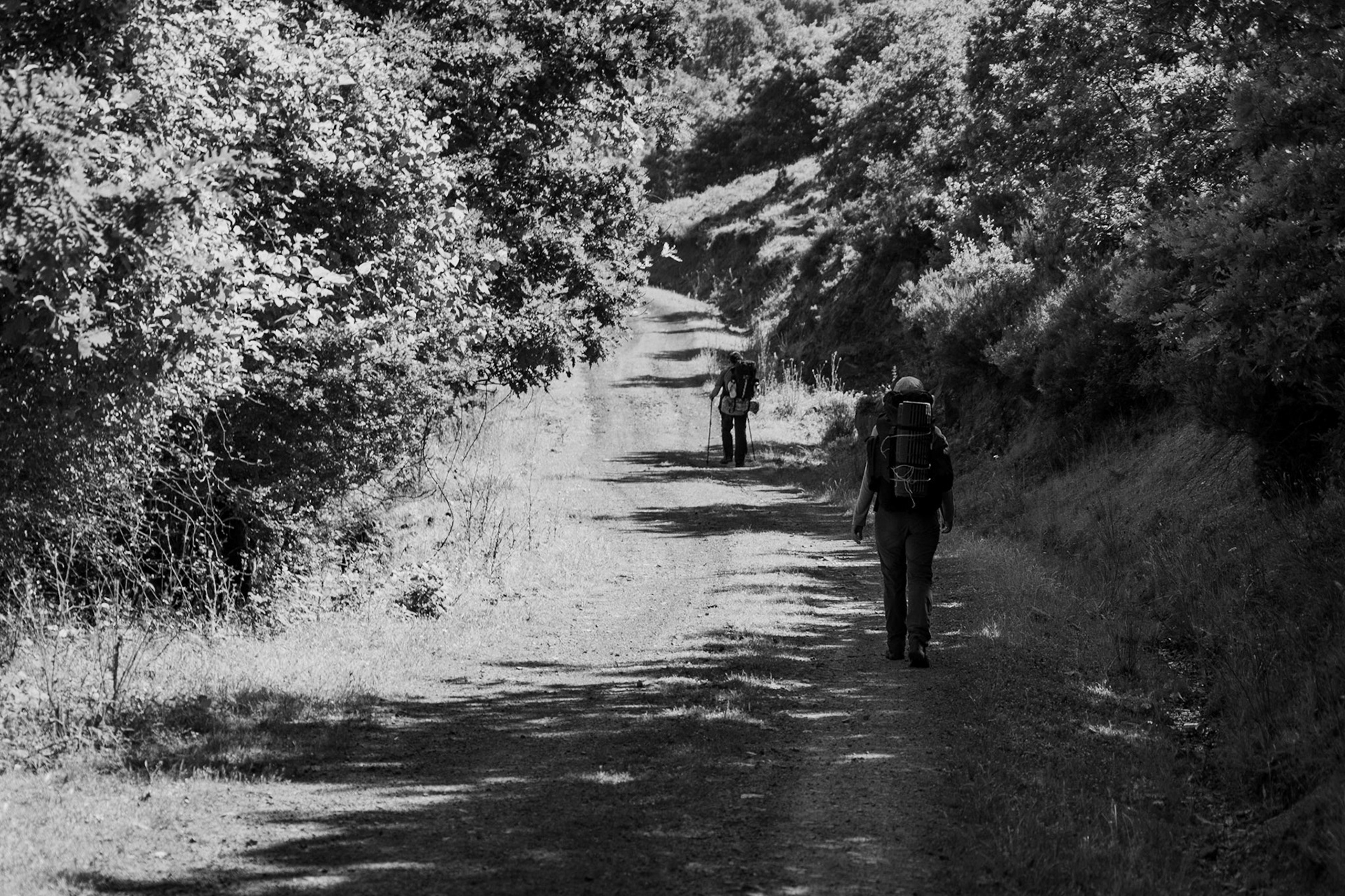 Ezili forest: on a forest road