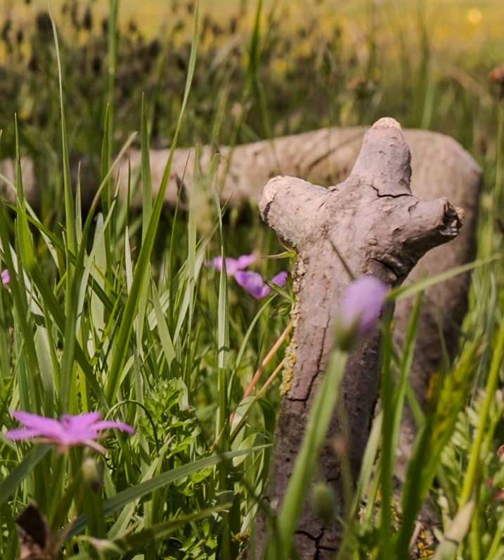 the first Sazlıdere flower meadow: a natural totem
