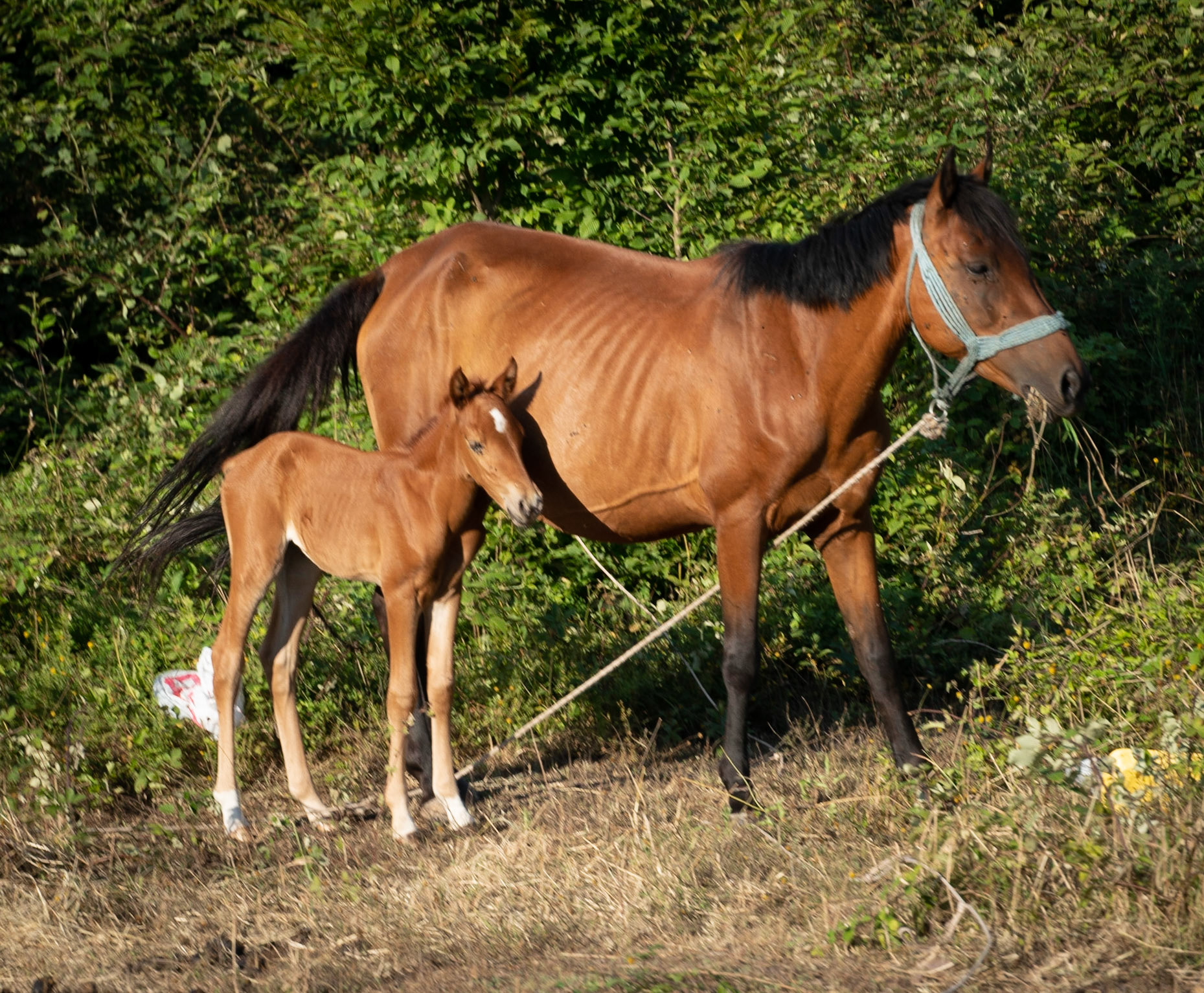 Ömerliköy watermain route: horses intended for Büyükada