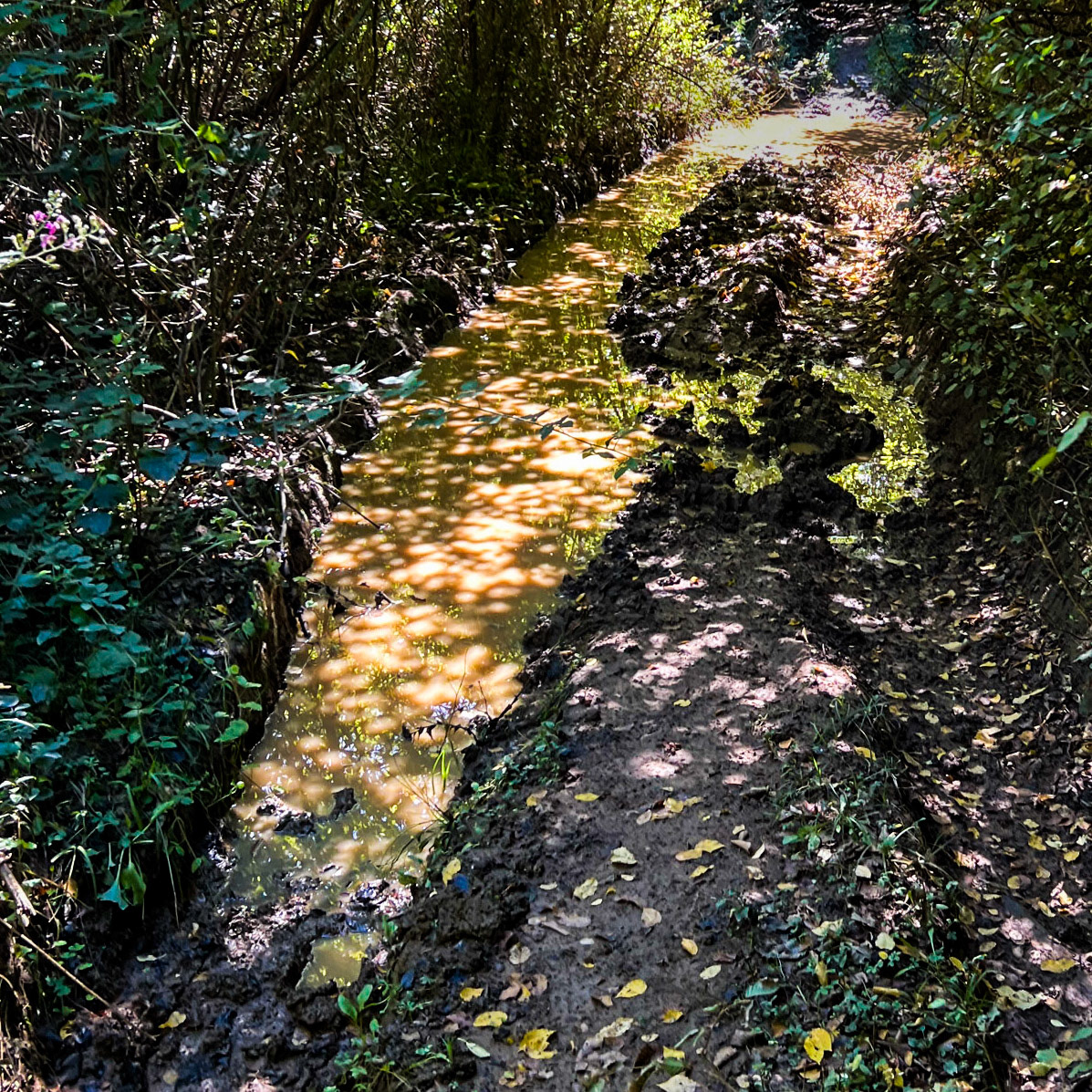 Atdosun forest: puddle