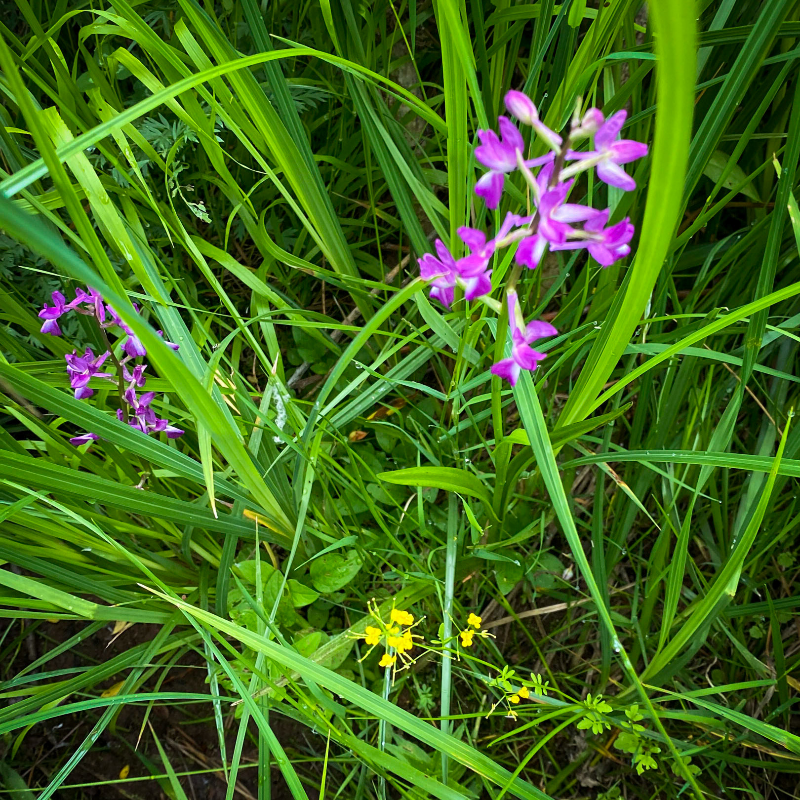 Sığırlık gorge: pink orchid (I think)
