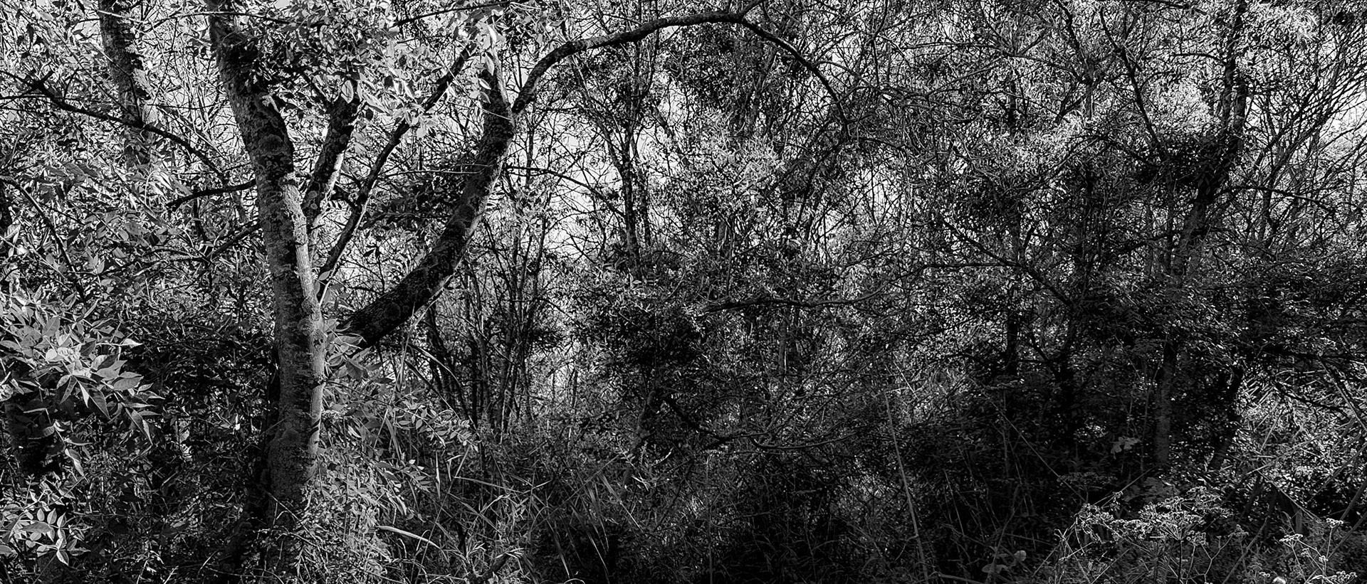 Köseler: semi-unpenetrable lakeside woodland