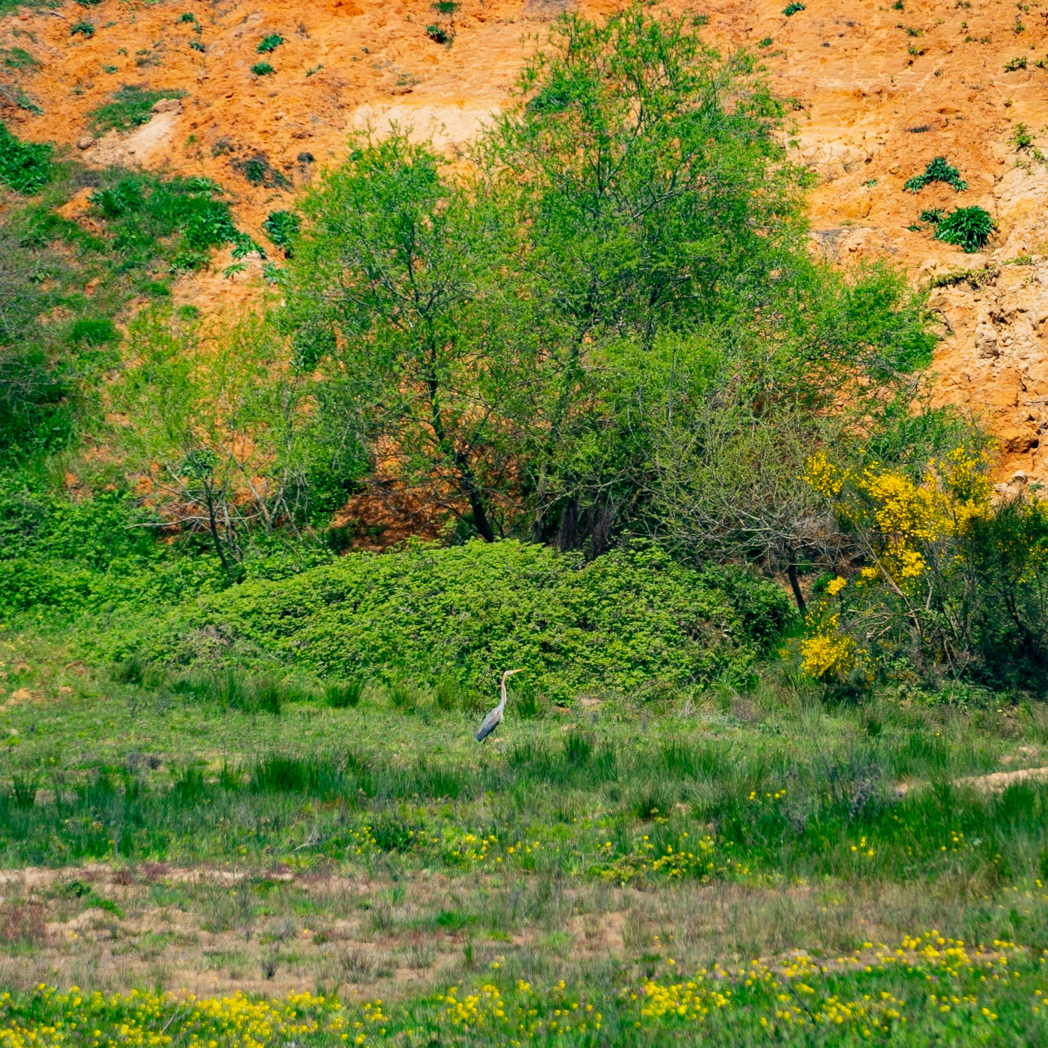 in the begninning of the shallow valley between Yeniköy and Terkos: a grey heron