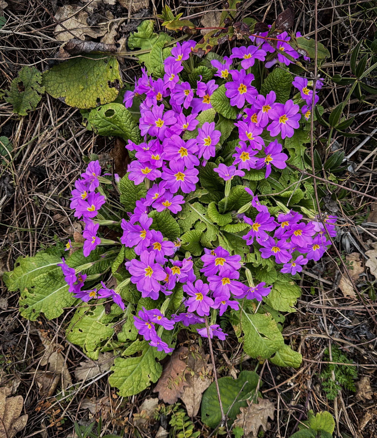 Acaristan wall nature walk: primroses