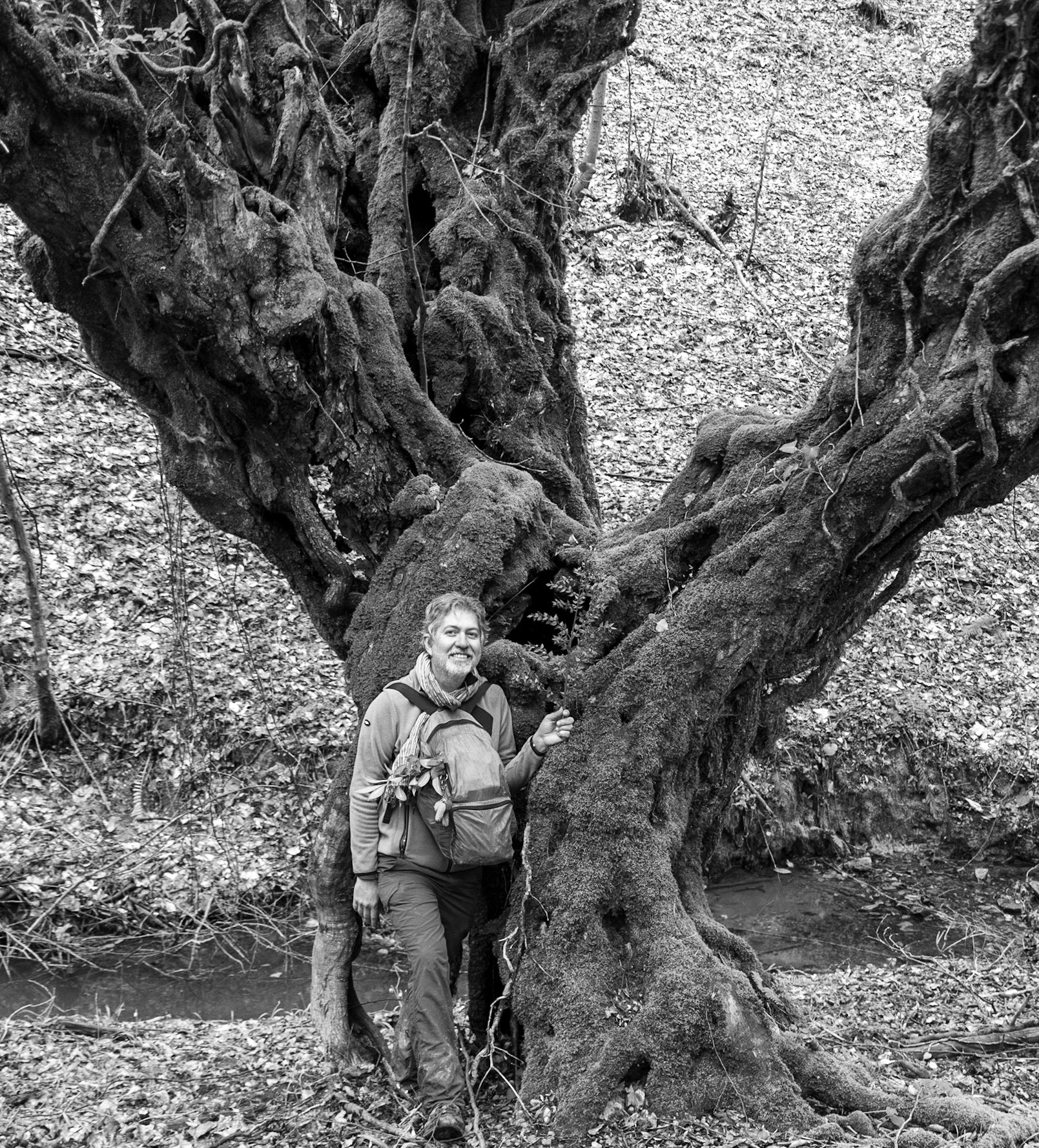 Kozu Deresi valleys: Selçuk and an old tree