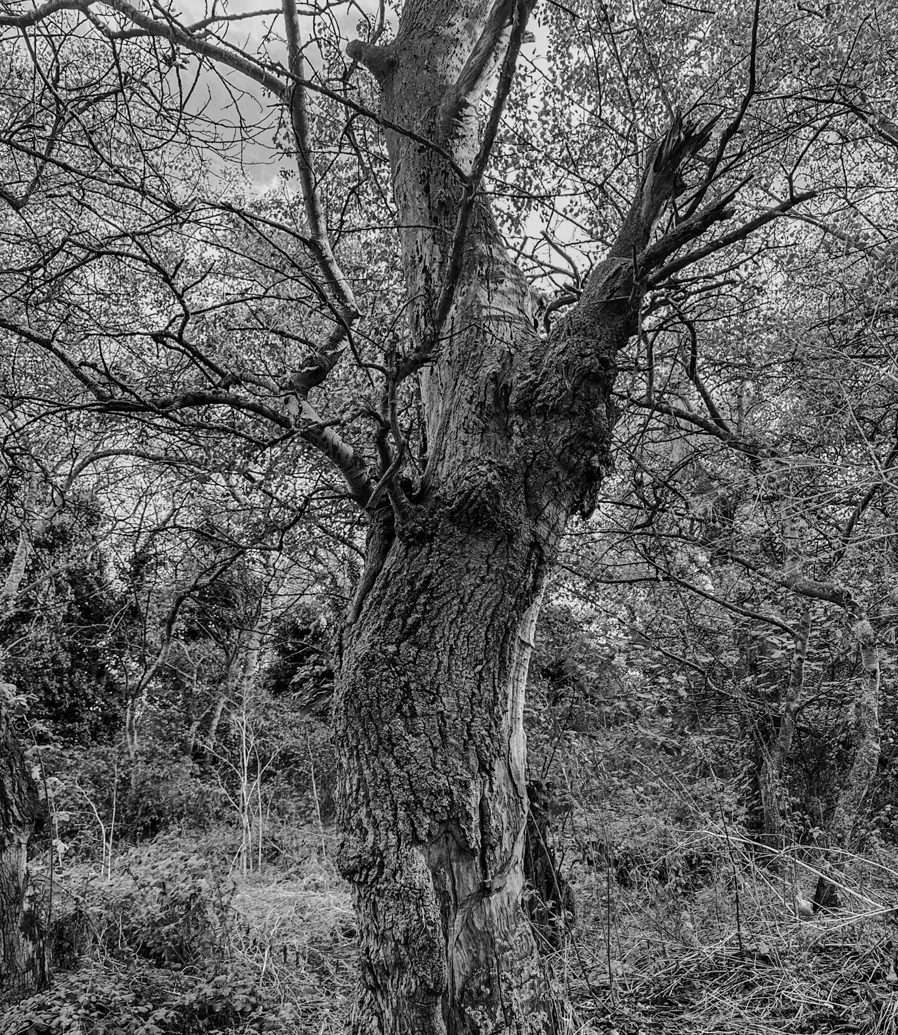 Bathonea old lakeside woodland: old tree
