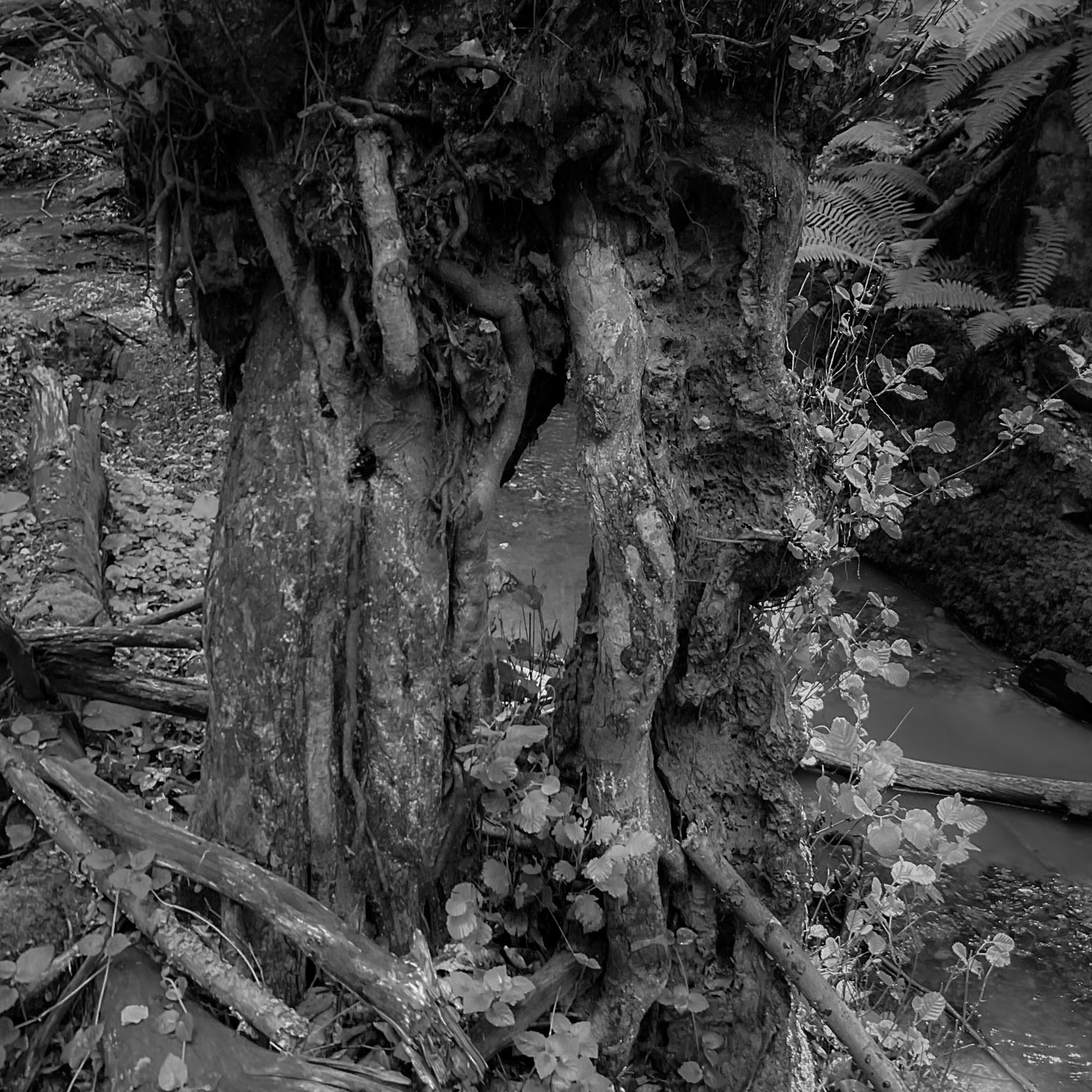 Zerzevatçı streamwalk: a gnarly tree