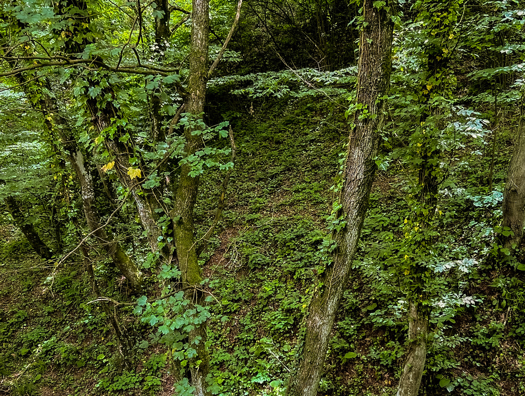 Haçımaşlı woodland descent: trees