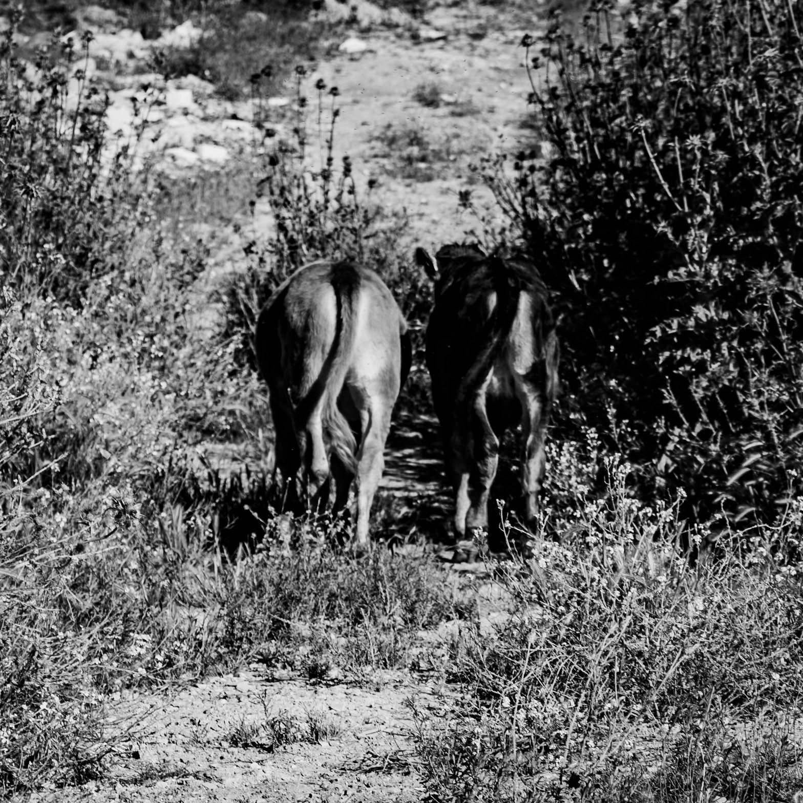 Sazlıdere stagnant river walk: cows