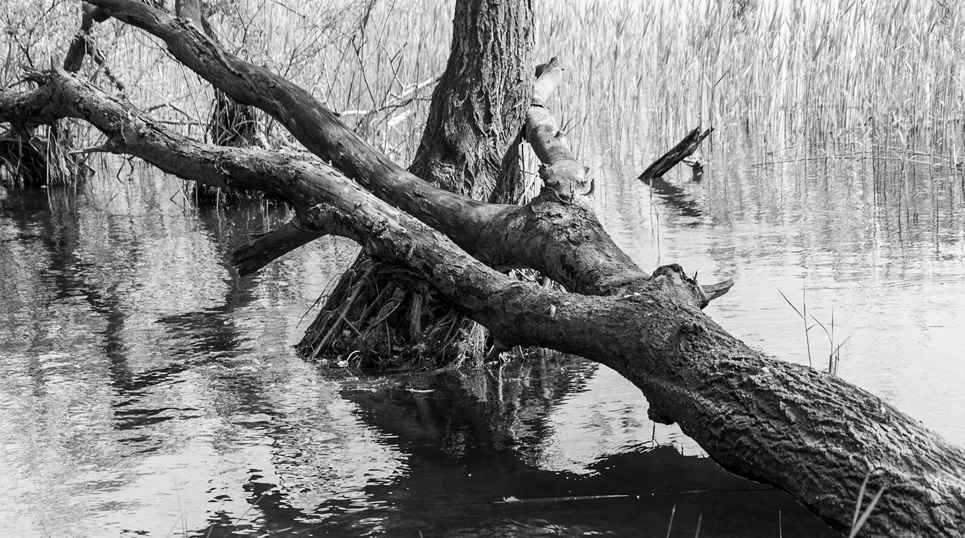 Trikos promontory: swampy trees on 15.5.22