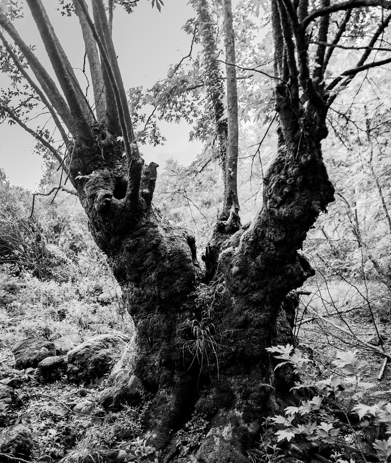Sığırlık stream: old split tree
