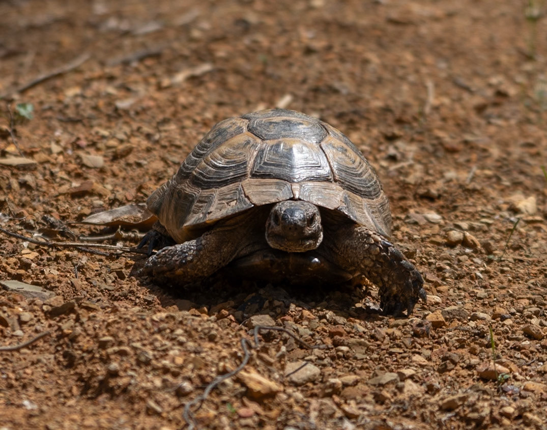 Akbaba northern forest: a tortoise