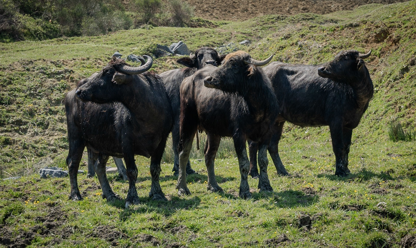 Yeniköy: water-buffalo standing by the big pond on the west of what's left of the abandoned opencast mine-workings