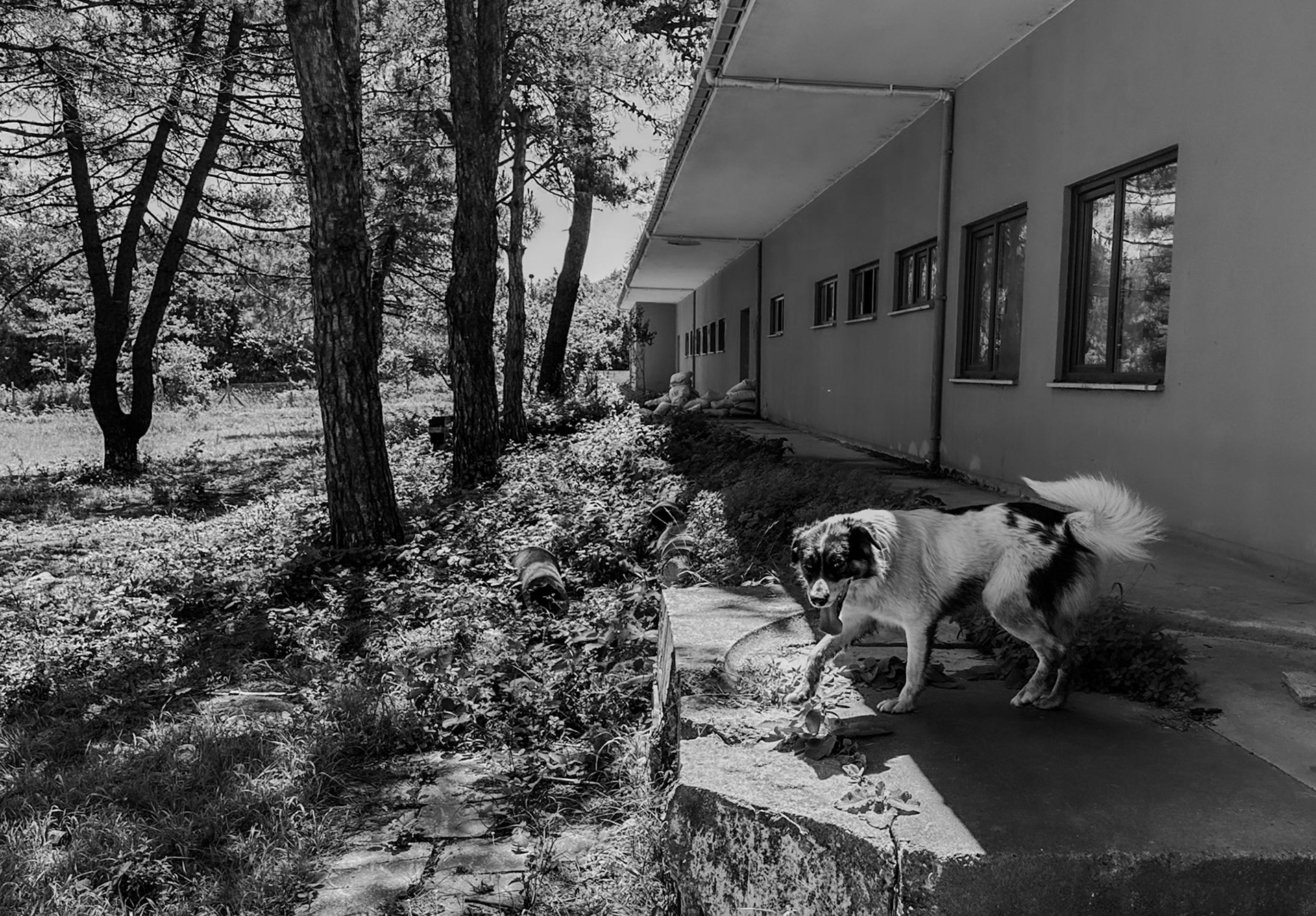 Kılıçlı former army base: one of our daydogs and an empty building