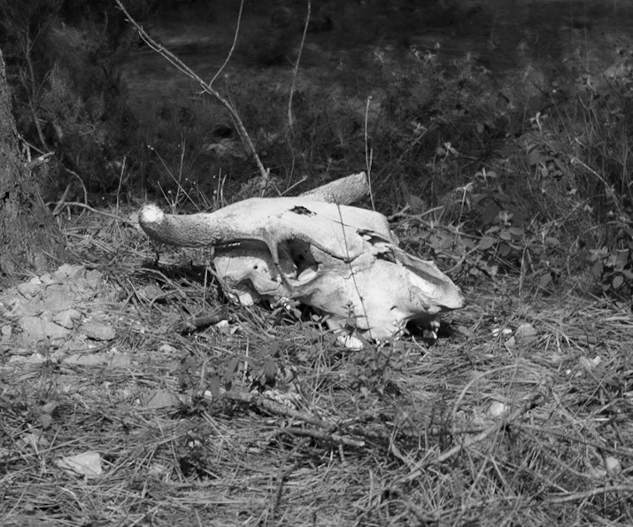 Nazik forest: bovine skull