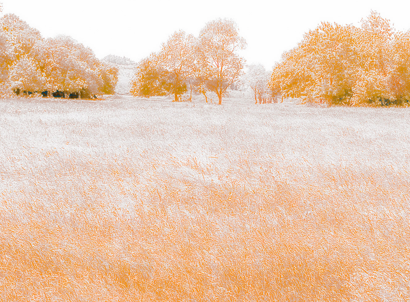 the northeastern Sazlıdere flower meadow: trees