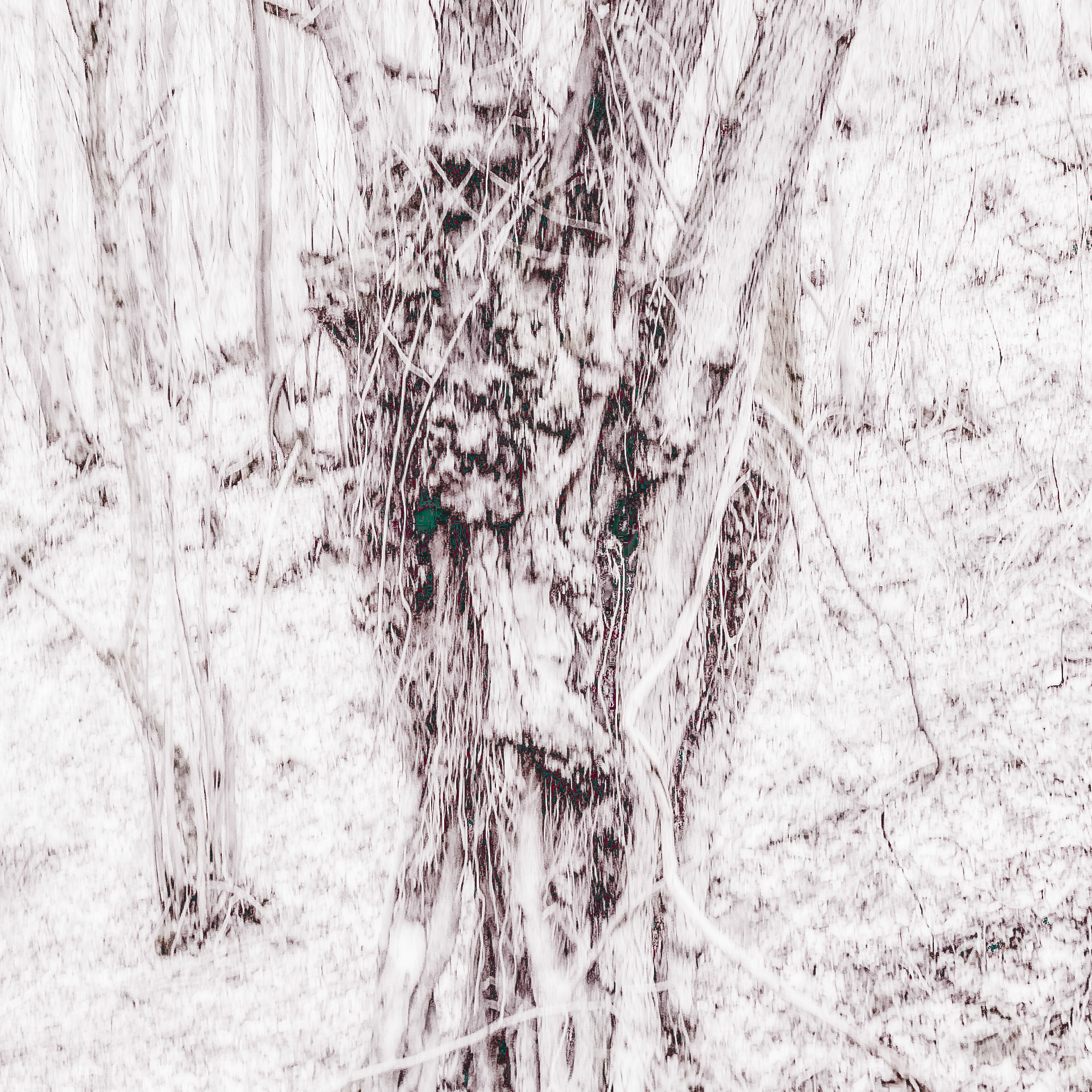 Kozu Deresi valleys: old tree