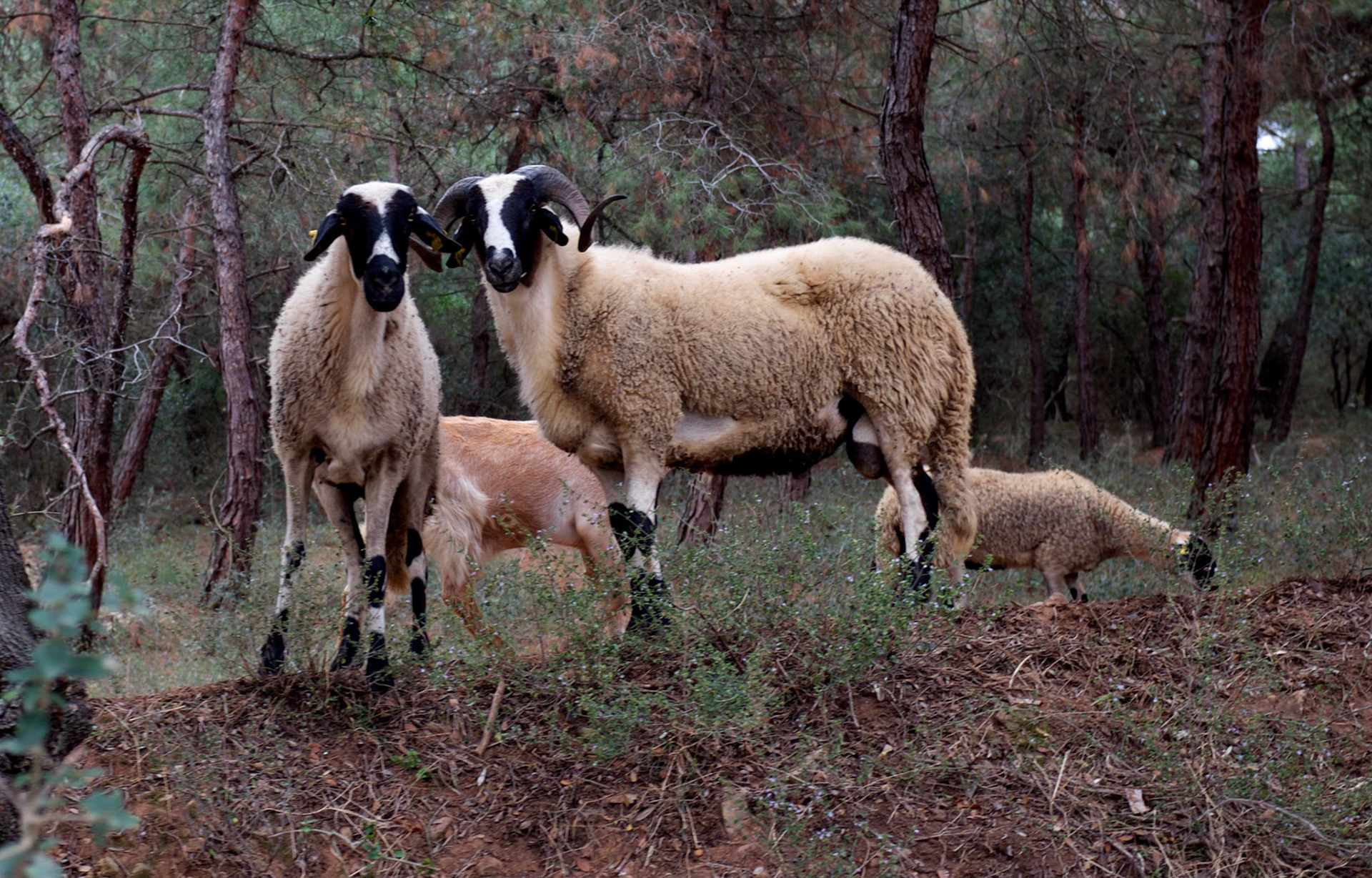 Büyükada: west side - a ram and his missus (though I don't think sheep go in for nuclear families) looking at me looking at them...