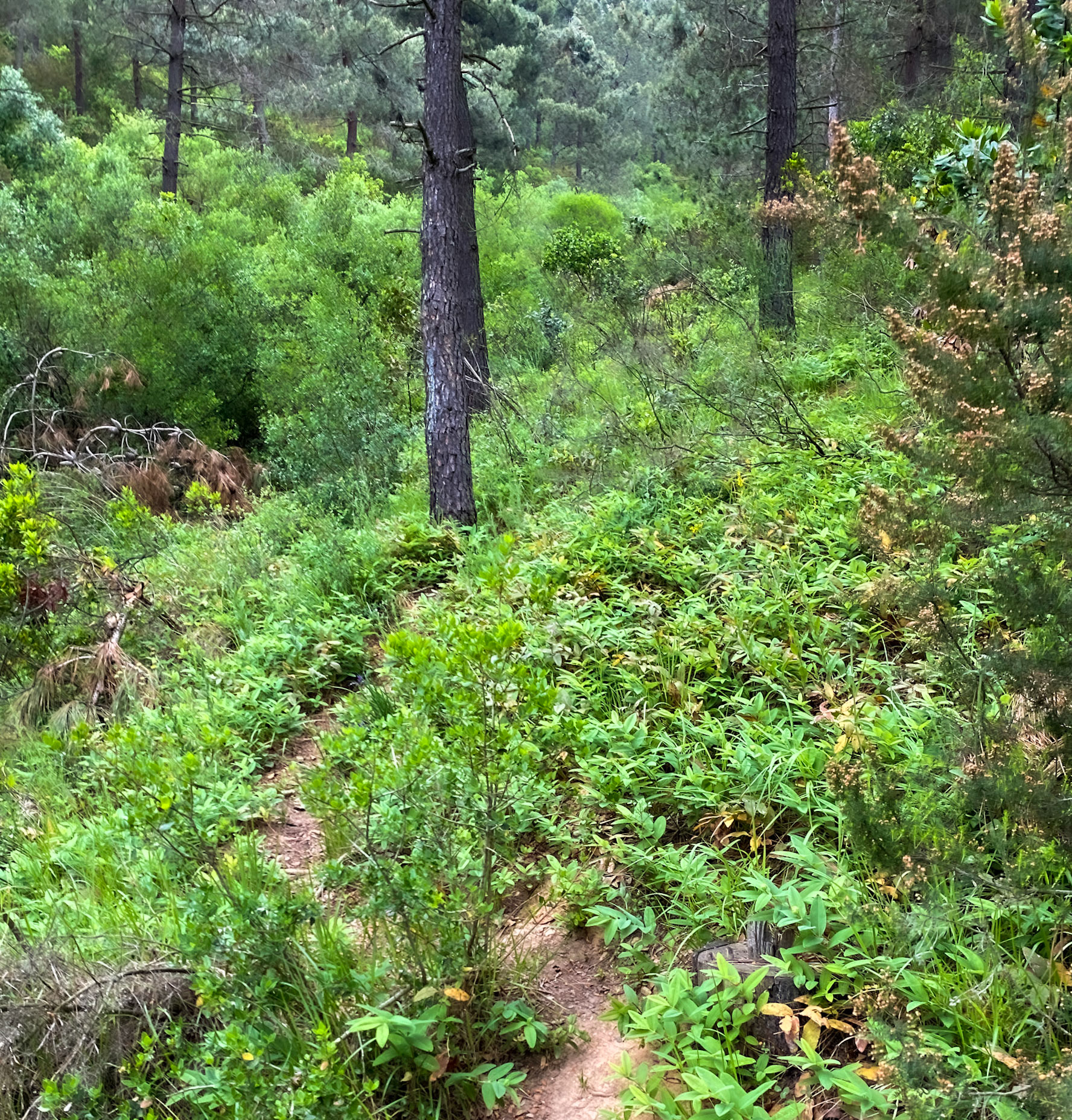 Adadaǧ hills: path