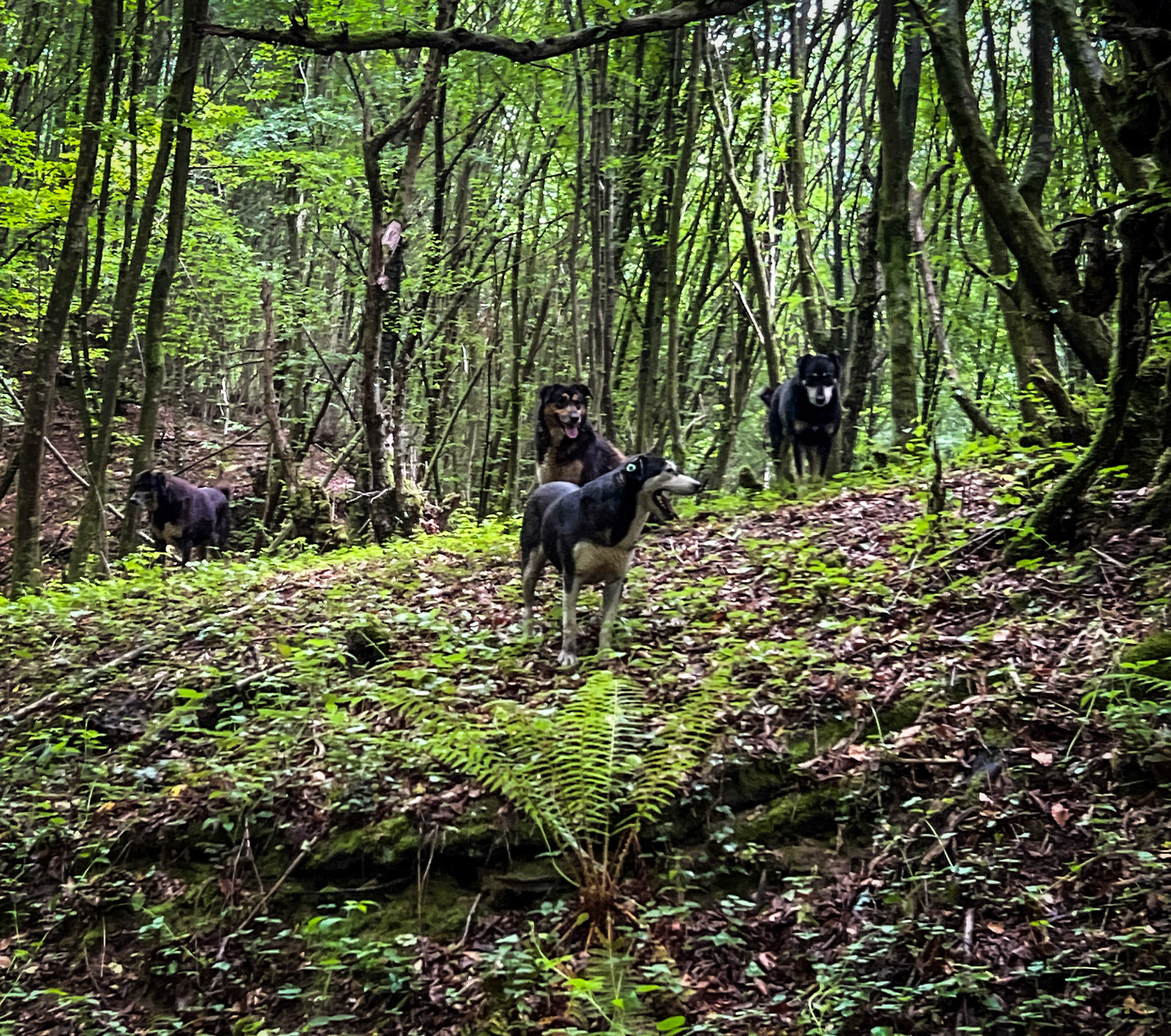 Zerzevatçı streamwalk: 4 daydogs
