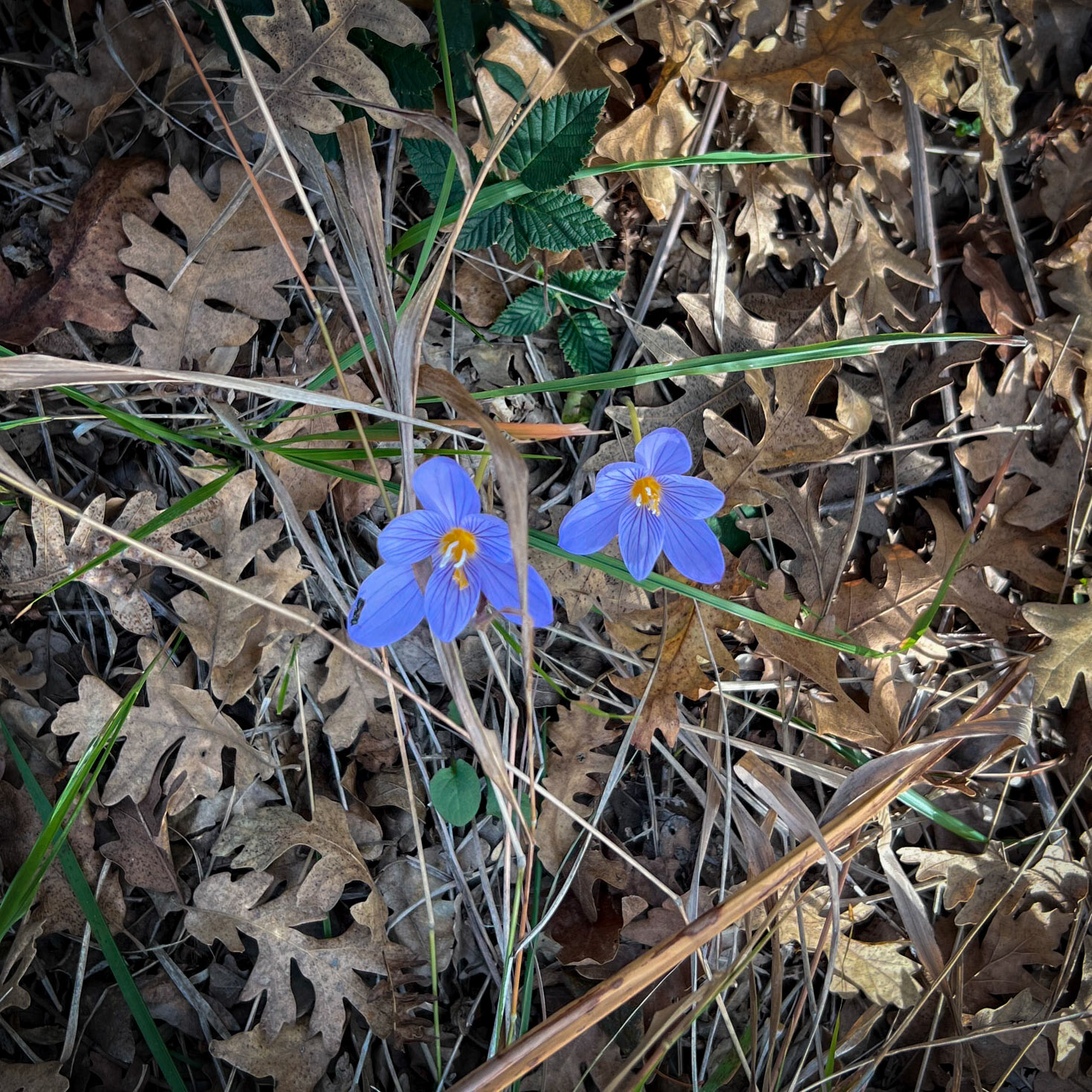 Nazik forest: autumn crocuses
