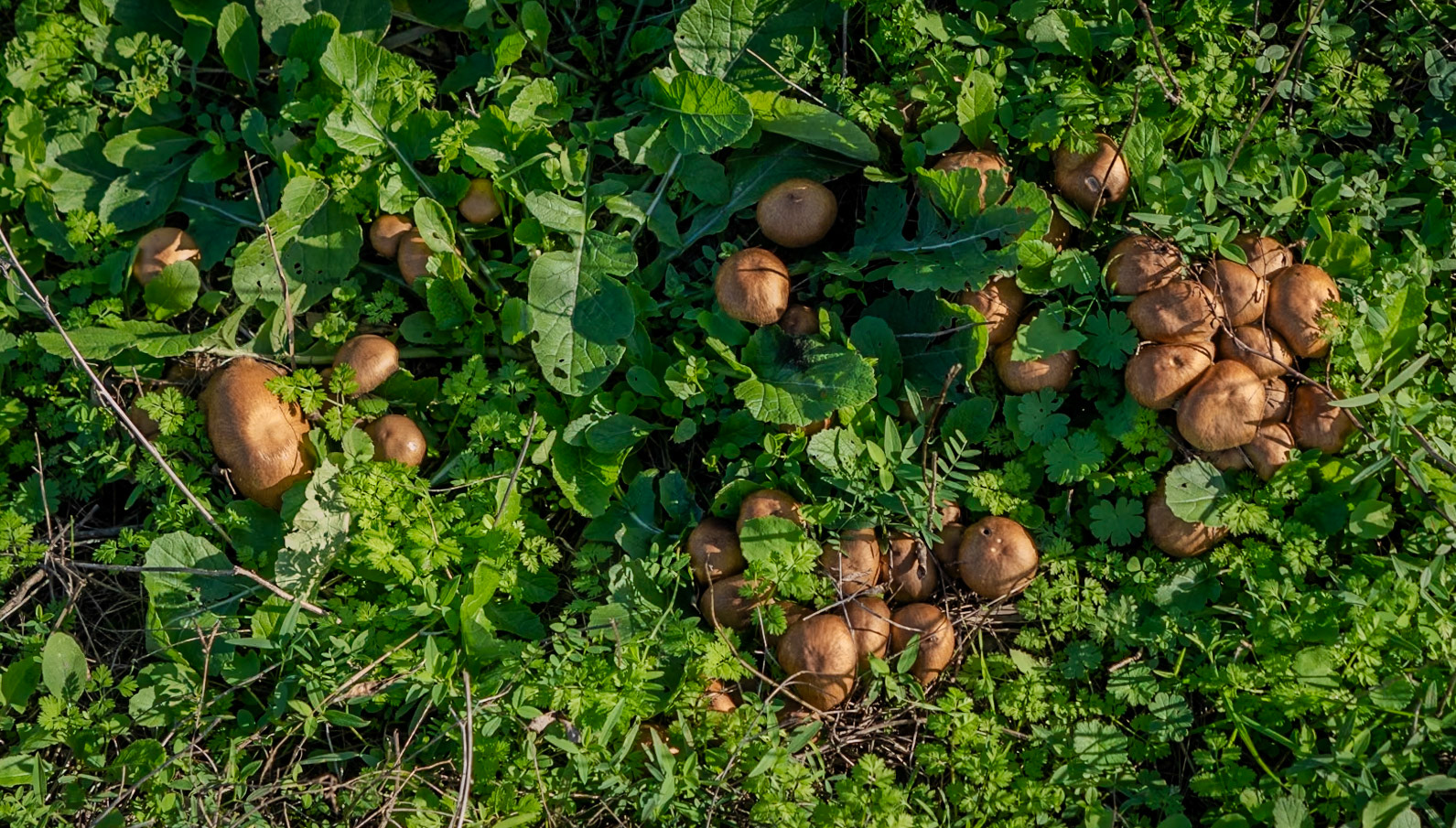 heading west from Akpınar: brown fungal sporocarps