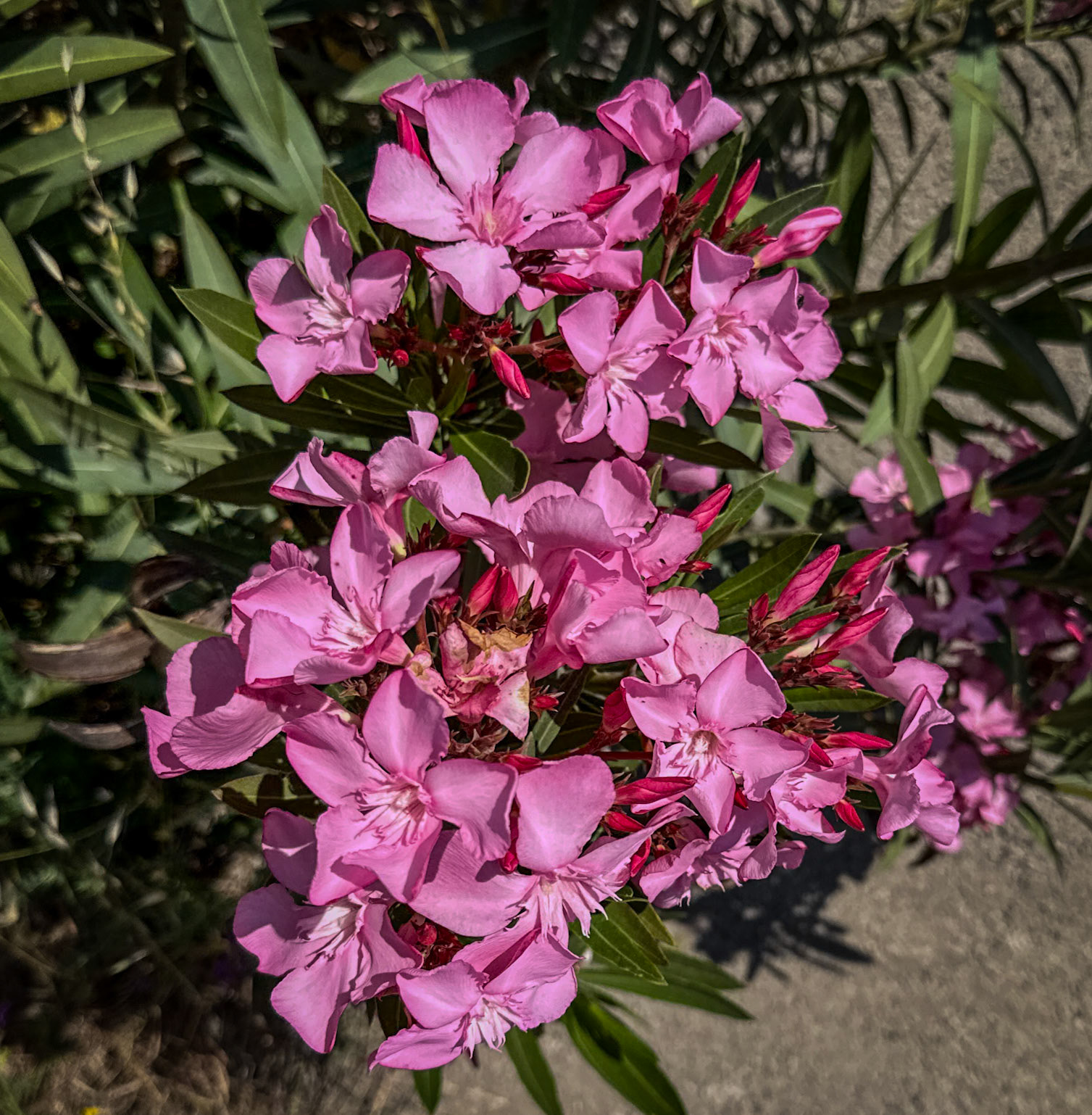 Kapaklı Tepesi: pink flowering shrub