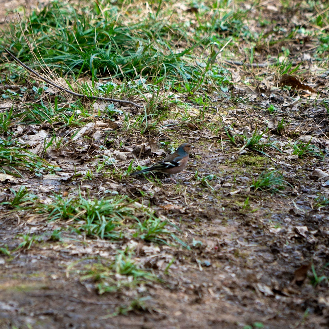 Alemdaǧ forest: a bird (a chaffinch I think)