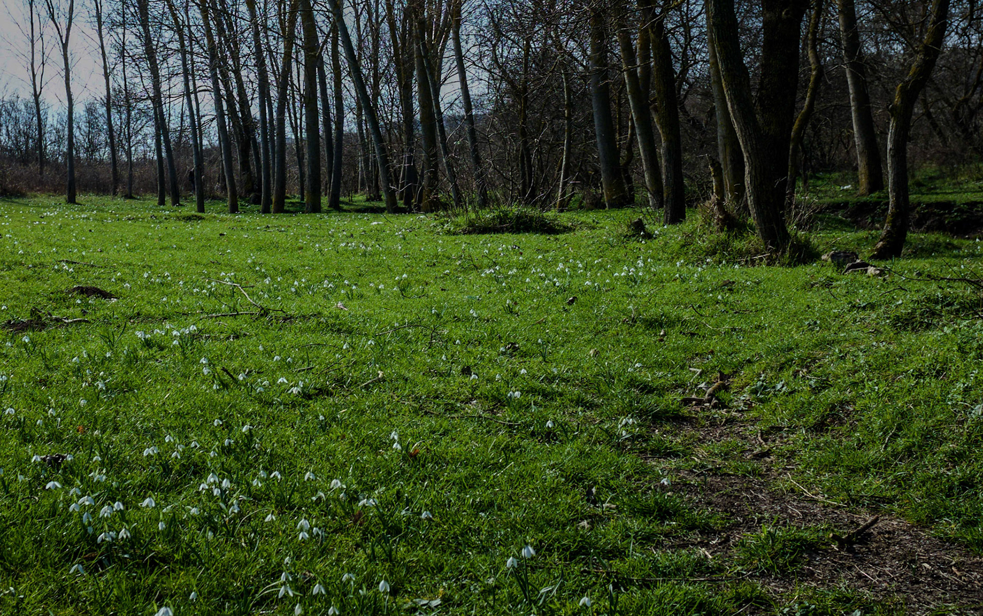 in the shallow Sazlıdere valley between Baklalı and Dursunköy: snowdrops